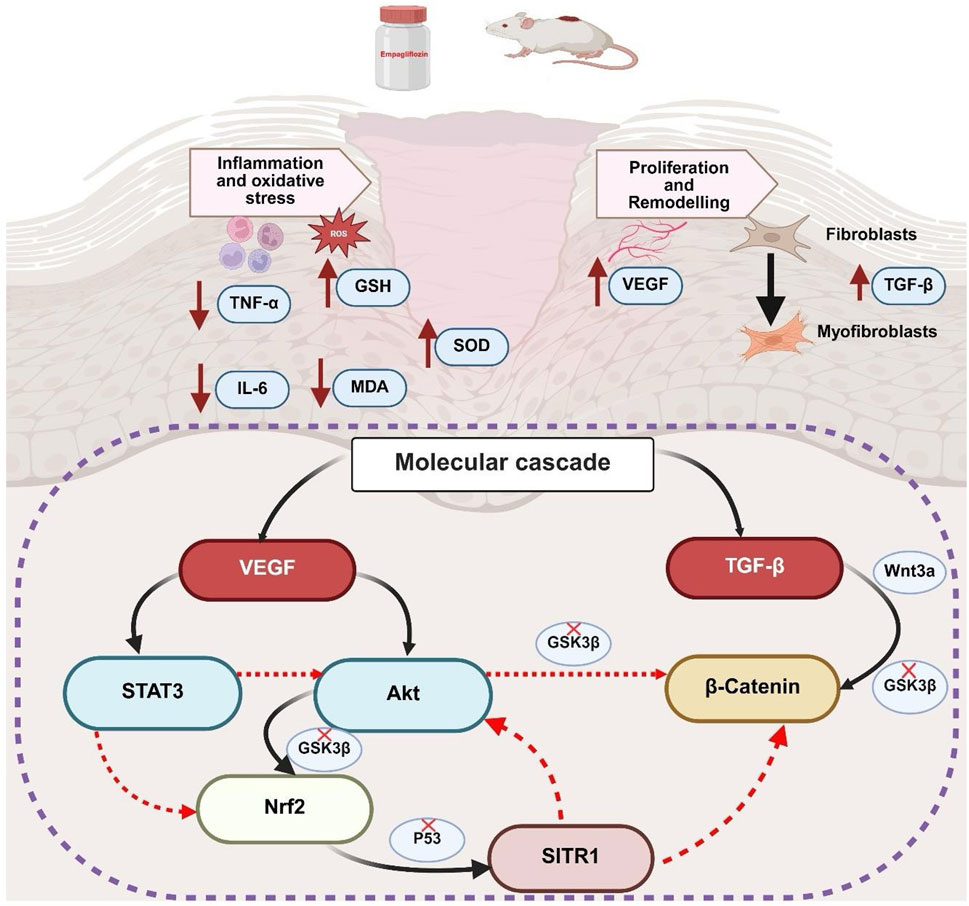Diagram illustrating the effects of empagliflozin on wound healing in a mouse model. It shows two main processes: inflammation and oxidative stress, and proliferation and remodeling. Empagliflozin influences molecular pathways involving VEGF, TGF-β, and β-catenin, enhancing fibroblast activity and reducing oxidative markers. The diagram includes multiple signaling molecules like STAT3, Akt, and Nrf2, with arrows indicating activation or inhibition pathways.