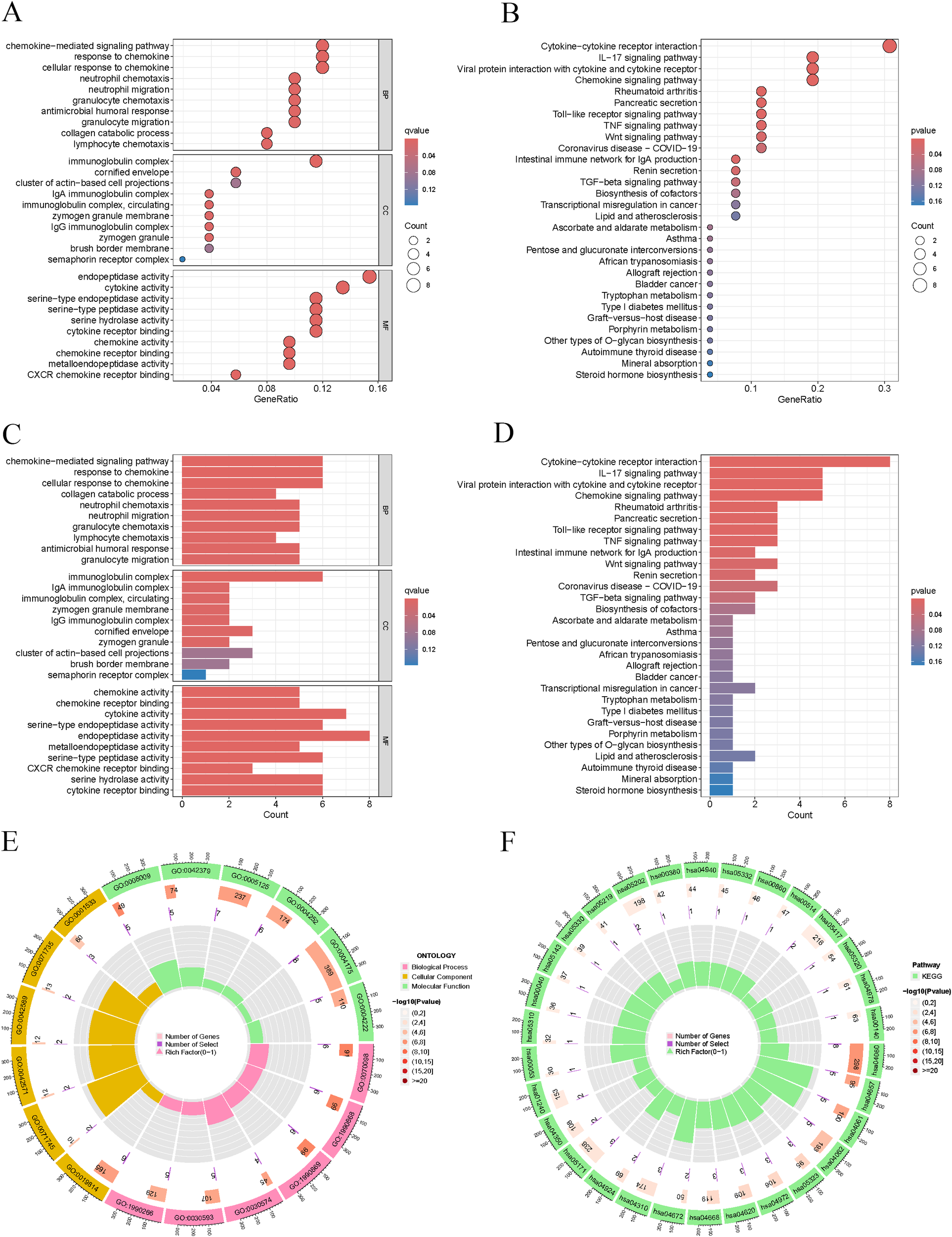 Six visualizations are displayed. A: Scatter plot showing enriched pathways with gene ratios and q-values. B: Scatter plot of cytokine pathways with gene ratios and p-values. C: Bar chart of enriched pathways with counts and q-values. D: Bar chart of cytokine pathways with counts and p-values. E: Circos plot depicting GO terms across biological processes, cellular components, and molecular functions with associated gene counts. F: Circos plot illustrating pathways from KEGG analysis, highlighting gene numbers and selection scores. These visualizations explore the pathways and interactions in a biological context.