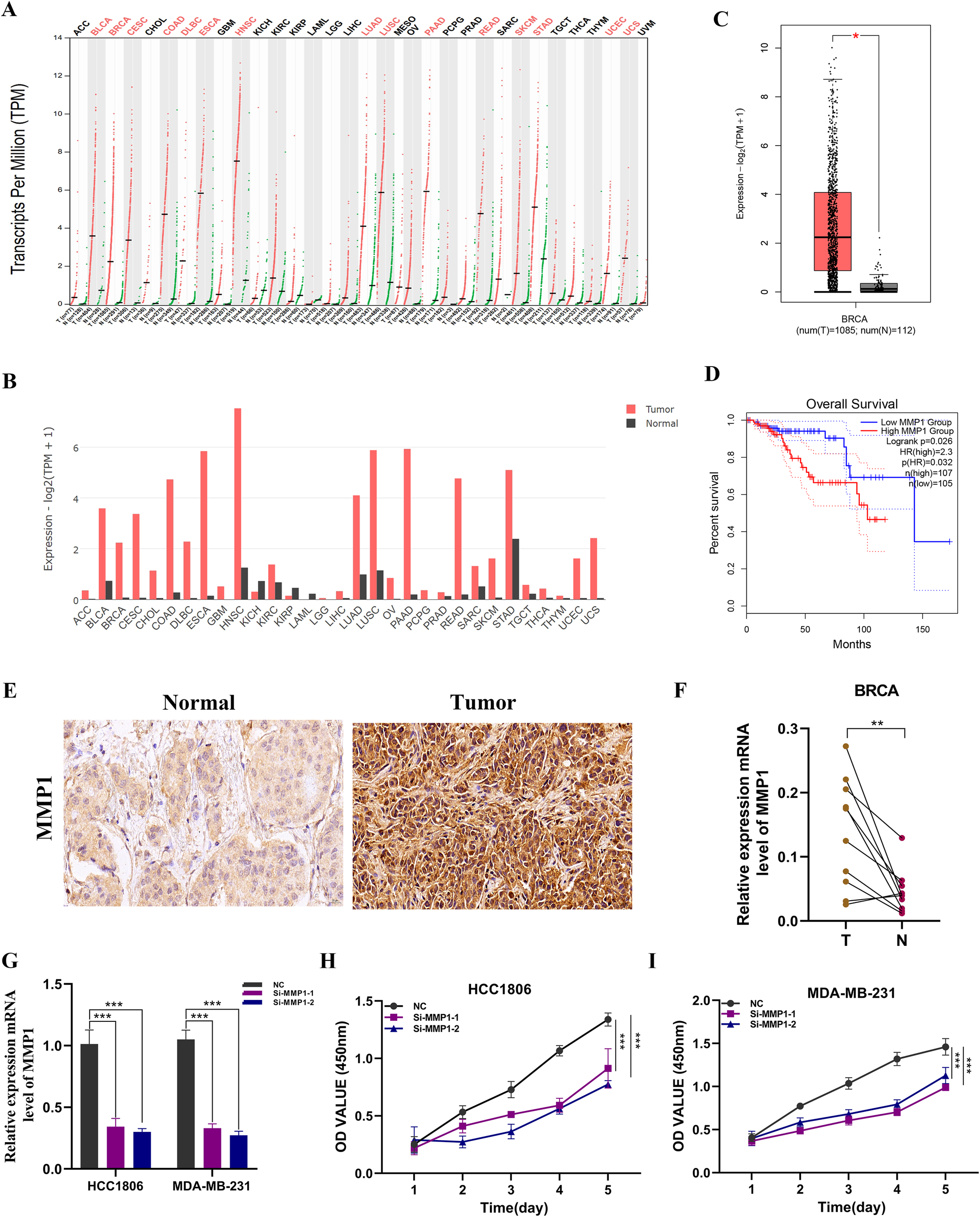 A series of graphs and images related to MMP1 expression in cancer research. Panel A shows a bar graph of transcripts per million across various cancer types. Panel B depicts expression levels in tumor versus normal tissues. Panel C is a box plot of BRCA expression with statistical significance indicated. Panel D is a Kaplan-Meier survival curve comparing high and low MMP1 groups. Panel E displays immunohistochemistry images of normal and tumor tissues stained for MMP1. Panel F shows a line plot of relative mRNA expression levels. Panels G, H, and I present bar and line graphs measuring MMP1 mRNA and OD values over time in cell lines, with statistical annotations.