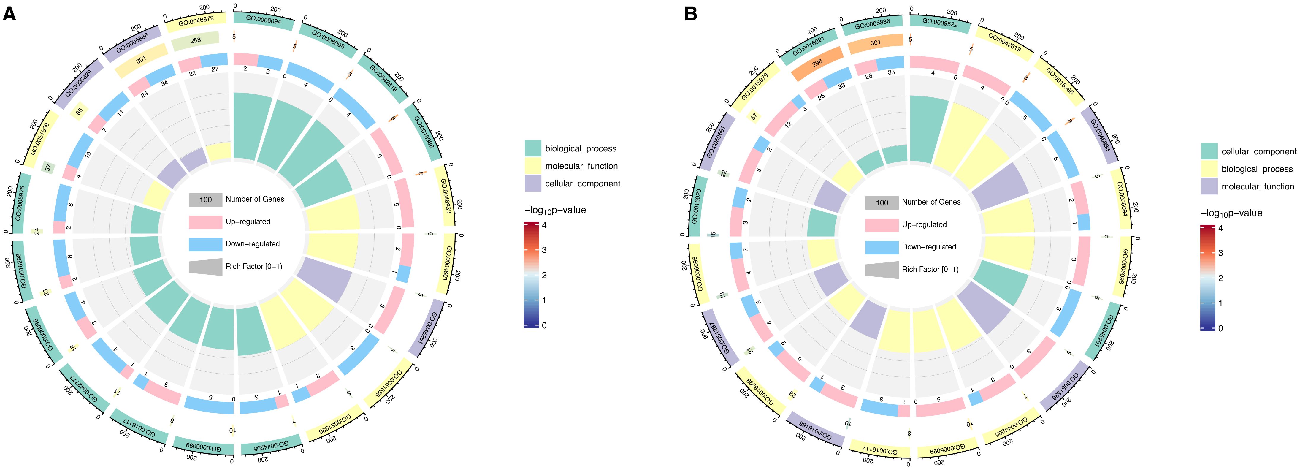 Circular diagrams comparing gene expression, with sections for cellular components, biological processes, and molecular functions. Each section shows up-regulated and down-regulated genes, differentiated by color. A legend indicates gene count, regulation type, rich factor, and significance level using colors.