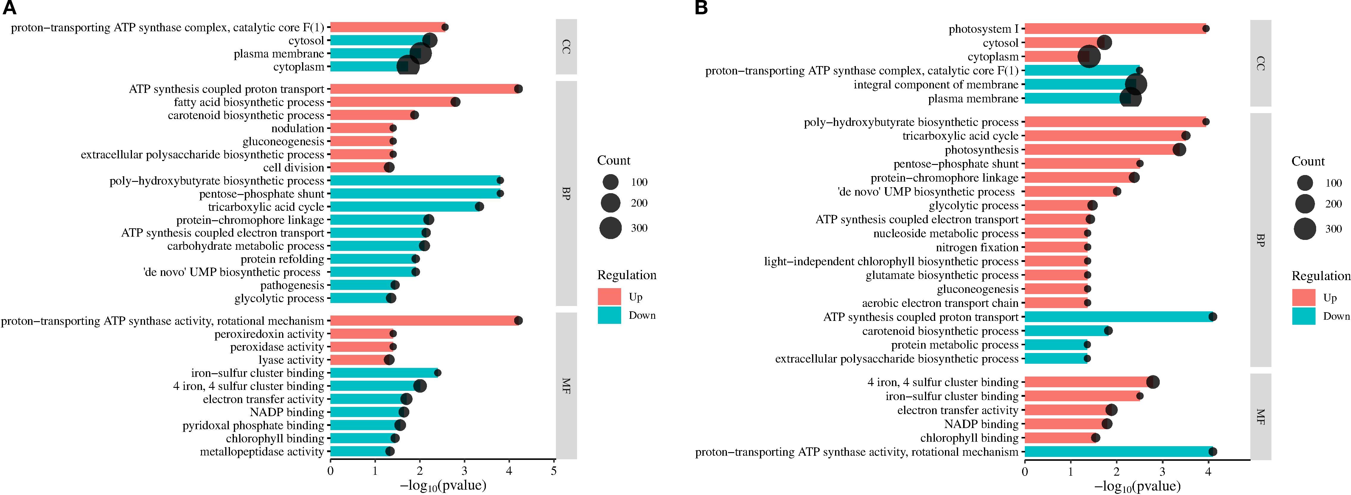 Bar charts labeled A and B show gene expression analysis comparing upregulated (red) and downregulated (cyan) genes across cellular components (CC), biological processes (BP), and molecular functions (MF). The charts highlight various gene functions alongside a legend indicating count size through dot symbols. Annotations specify significance with -log10(p-value) on the x-axis.