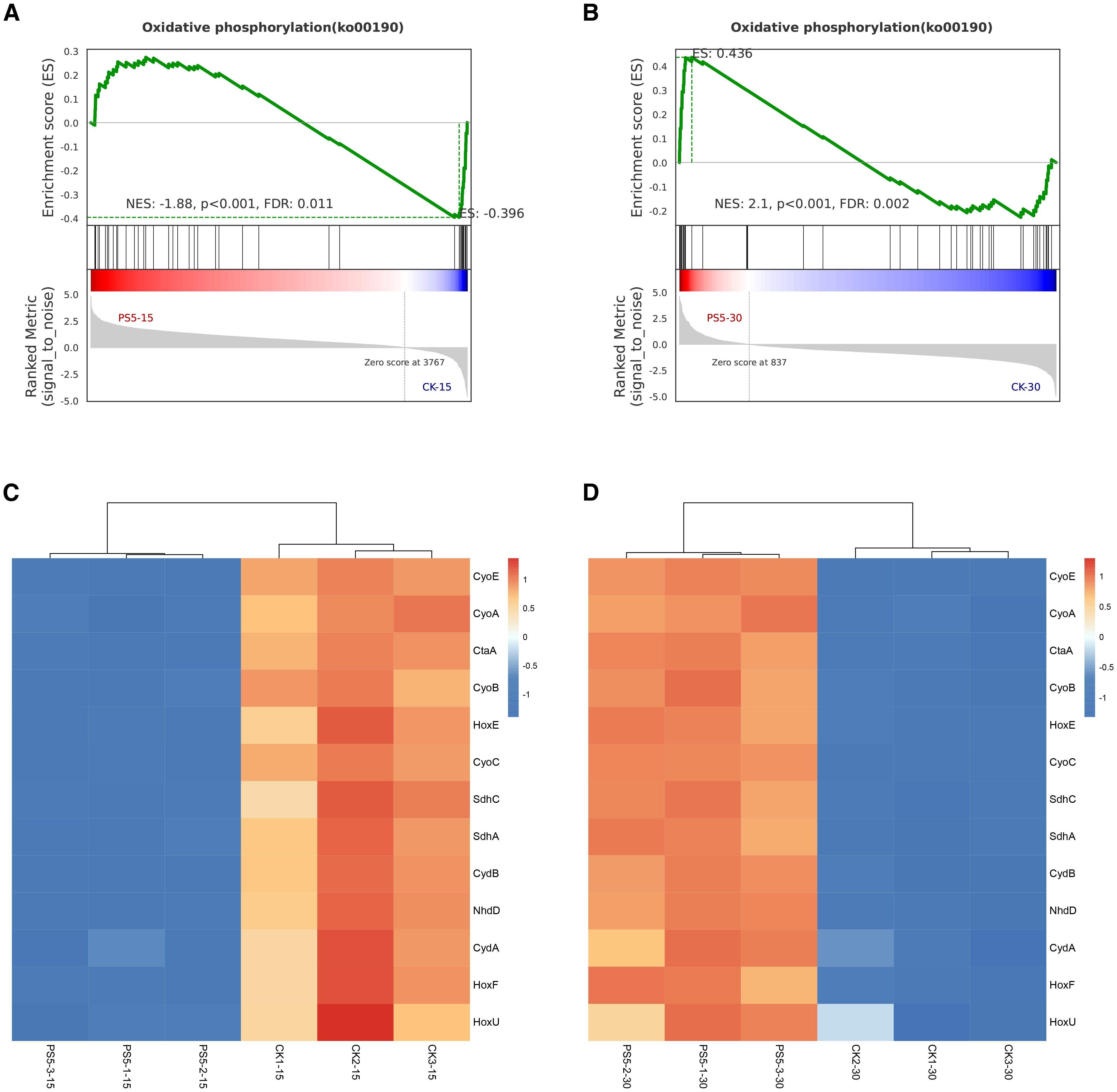 Graphs A and B display enrichment scores for oxidative phosphorylation with enrichment scores of -1.88 and 2.1, respectively. Heatmaps C and D visualize gene expression data, with color gradients indicating expression levels, arranged to show hierarchical clustering of samples such as P55-15 and CK-15, and P55-30 and CK-30.