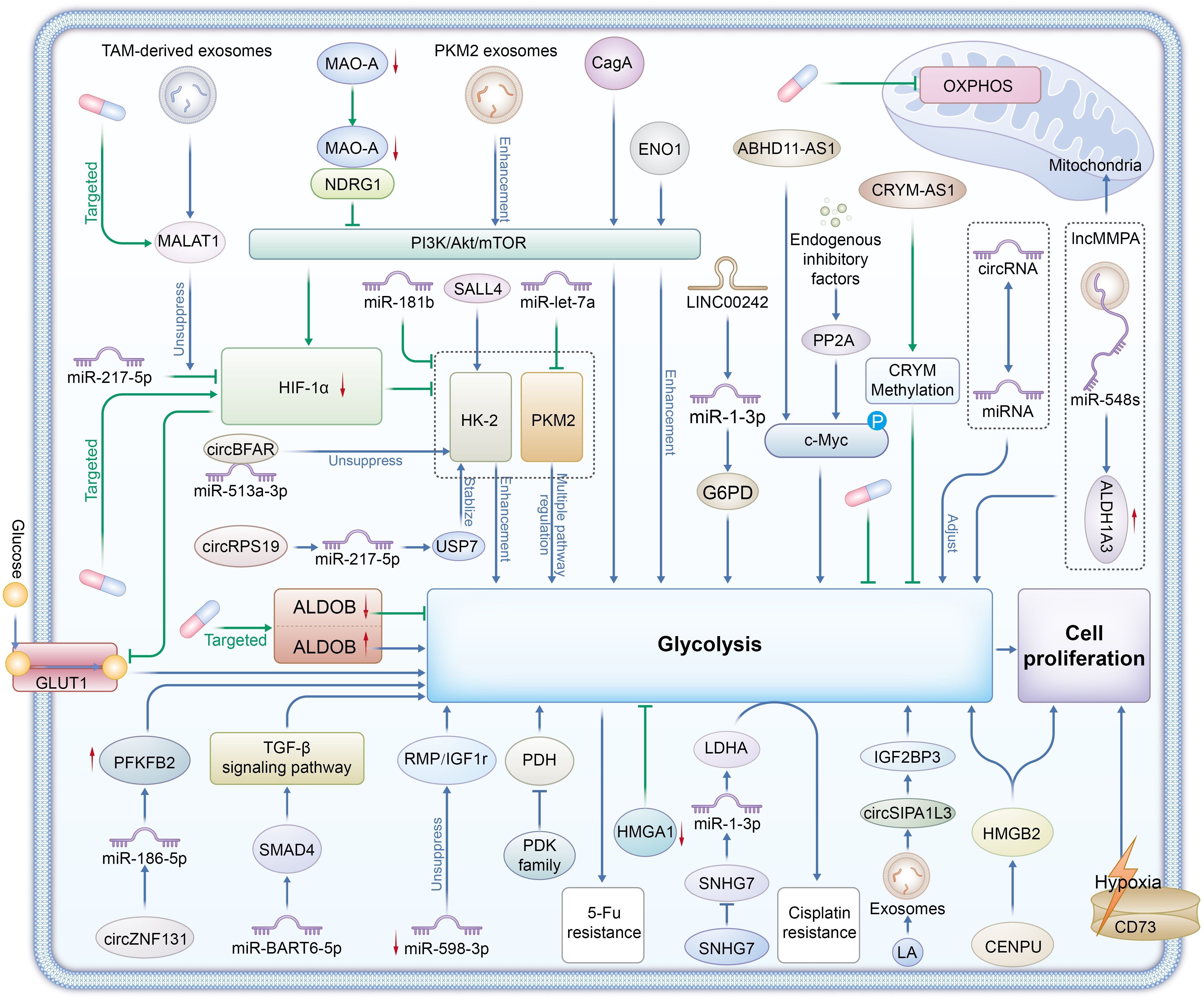 Illustration of cellular pathways involved in glycolysis and cell proliferation. It shows interactions between various molecules like MALAT1, miRNAs, and enzymes such as HIF-1α, PKM2, and ALDOB. Pathways include PI3K/Akt/mTOR, TGF-β signaling, and the impact of exosomes and hypoxia. Mitochondria and other cellular components are depicted, indicating complex regulatory mechanisms.