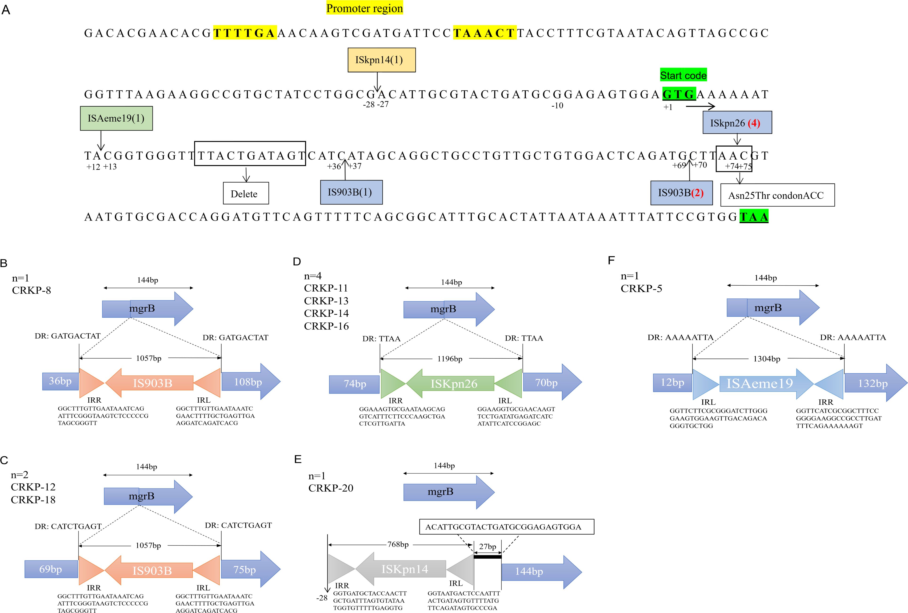 Diagram illustrating genetic sequences and structures related to mgrB and various insertion sequences. Panel A summarizes the inactivation mechanisms of the mgrB gene region. It shows the locations and frequencies of insertion sequences, missense mutations, and partial deletions that disrupt the mgrB gene. Panels B to F detail different CRKP cases, each with specific sequence configurations, insertion elements (including ISKpn26, IS903B, ISKpn14 and ISAeme19),and base pair (bp) lengths. Arrows indicate direction, and small boxes note deletion or insertion positions.