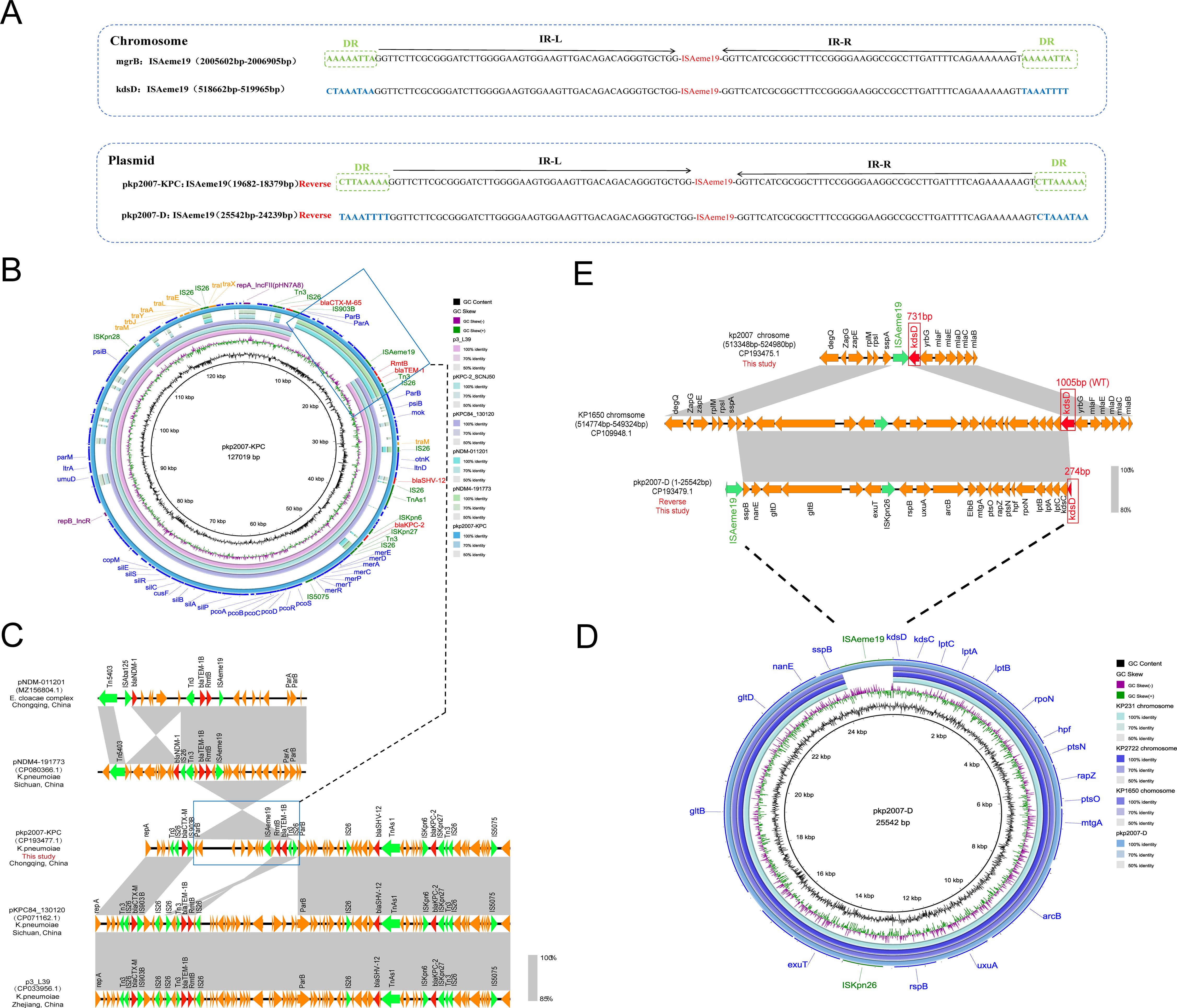 Diagram showing genetic elements, including chromosomes and plasmids. Panel A: DNA sequences with highlighted direct repeats (DR) and inverted repeats (IR) for chromosomes mgrB, kdsD, and plasmids pkp2007-KPC, pkp2007-D. Panel B: Circular map of plasmid pkp2007-KPC indicating gene positions, GC content, and color-coded features. Panel C: Linear comparison of genetic configurations across different strains and locations with gene clusters shown in orange, green and red. Panel D: Circular map of plasmid pkp2007-D with gene positions and color-coded segments. Panel E: Genetic alignment comparison among kp2007 chromosome, KP1650 chromosome and plasmid pkp2007-D, showing conserved and variable regions.