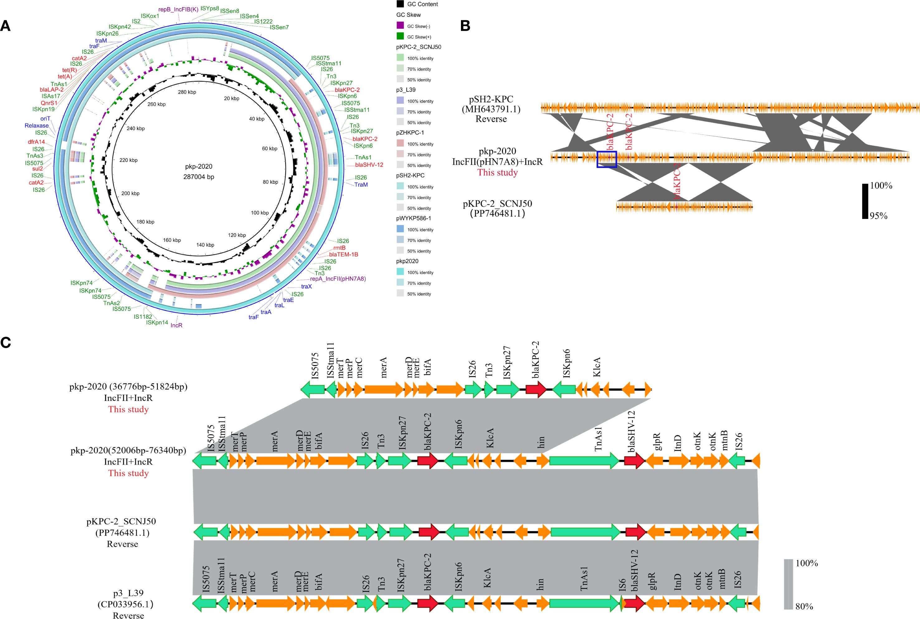 Diagram showing genomic analysis of pkp-2020 plasmid. Part A: Circular map of pkp-2020 plasmid highlighting genes and mobile elements. Part B: Genetic comparison of pkp-2020 with related plasmids, indicating shared regions and gene similarities. Part C: Linear representation of gene arrangements in various plasmids, showing the presence of dual blaKPC-2 copies and other resistance genes, with varying identities marked by shading.