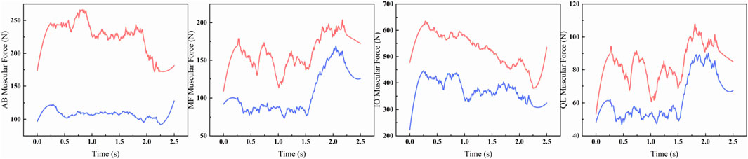 Four graphs display muscular force over time in newtons (N) for different muscles. The first shows AB muscular force, with red and blue lines peaking around 250 N and 100 N, respectively. The second shows MF muscular force, red lines peaking around 200 N and blue around 100 N. The third presents IO muscular force with peaks at 600 N (red) and 400 N (blue). The fourth shows QL muscular force, peaking at 100 N (red) and 60 N (blue). Time is on the x-axis, ranging from zero to 2.5 seconds.