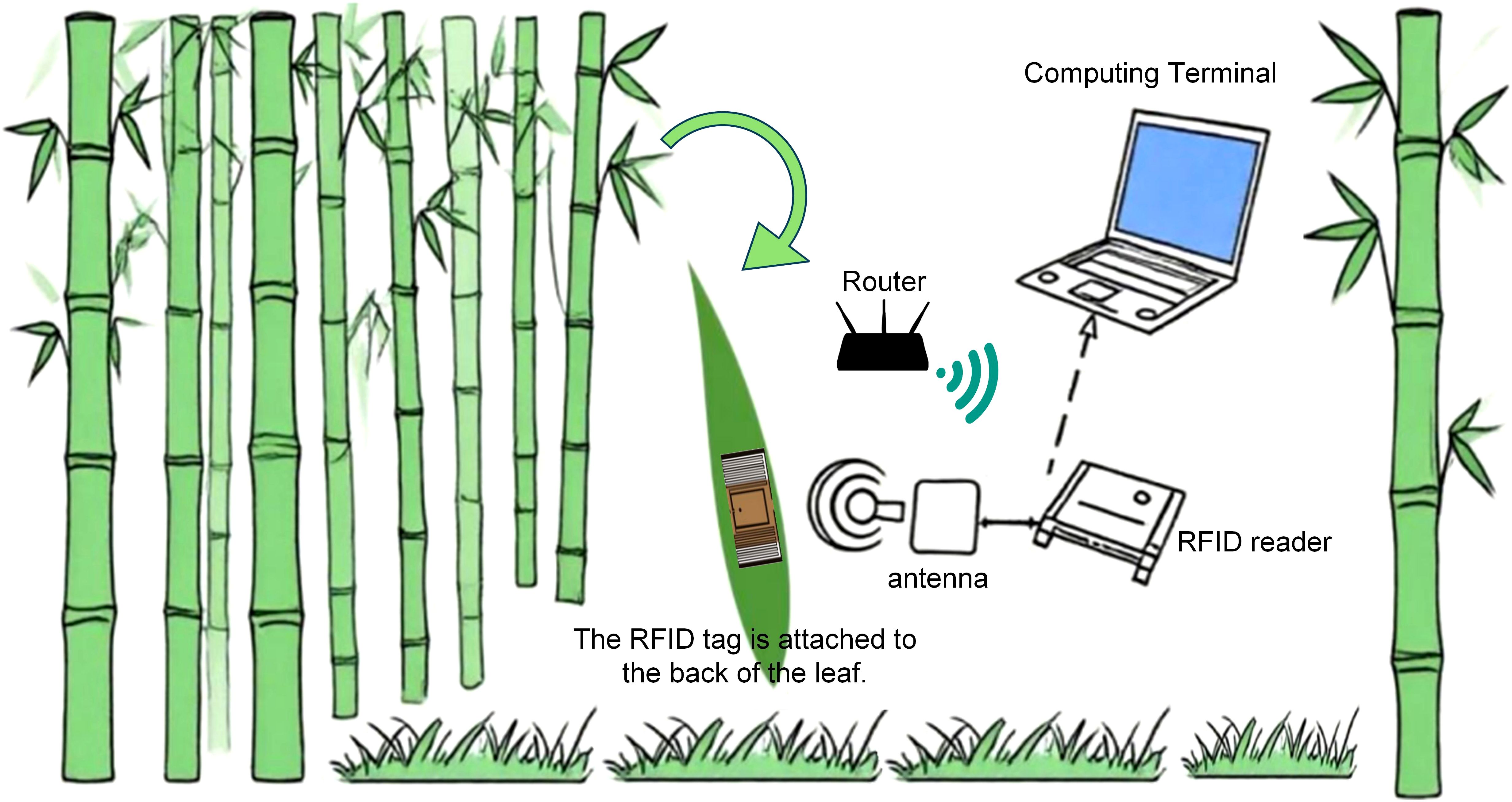 Diagram illustrating a bamboo forest with an RFID system setup. An RFID tag is attached to the back of a bamboo leaf. The tag communicates with an antenna linked to an RFID reader, which sends data through a router to a computing terminal. Arrows indicate data flow between components, with labels for “Router,” “Antenna,” “RFID reader,” and “Computing Terminal.