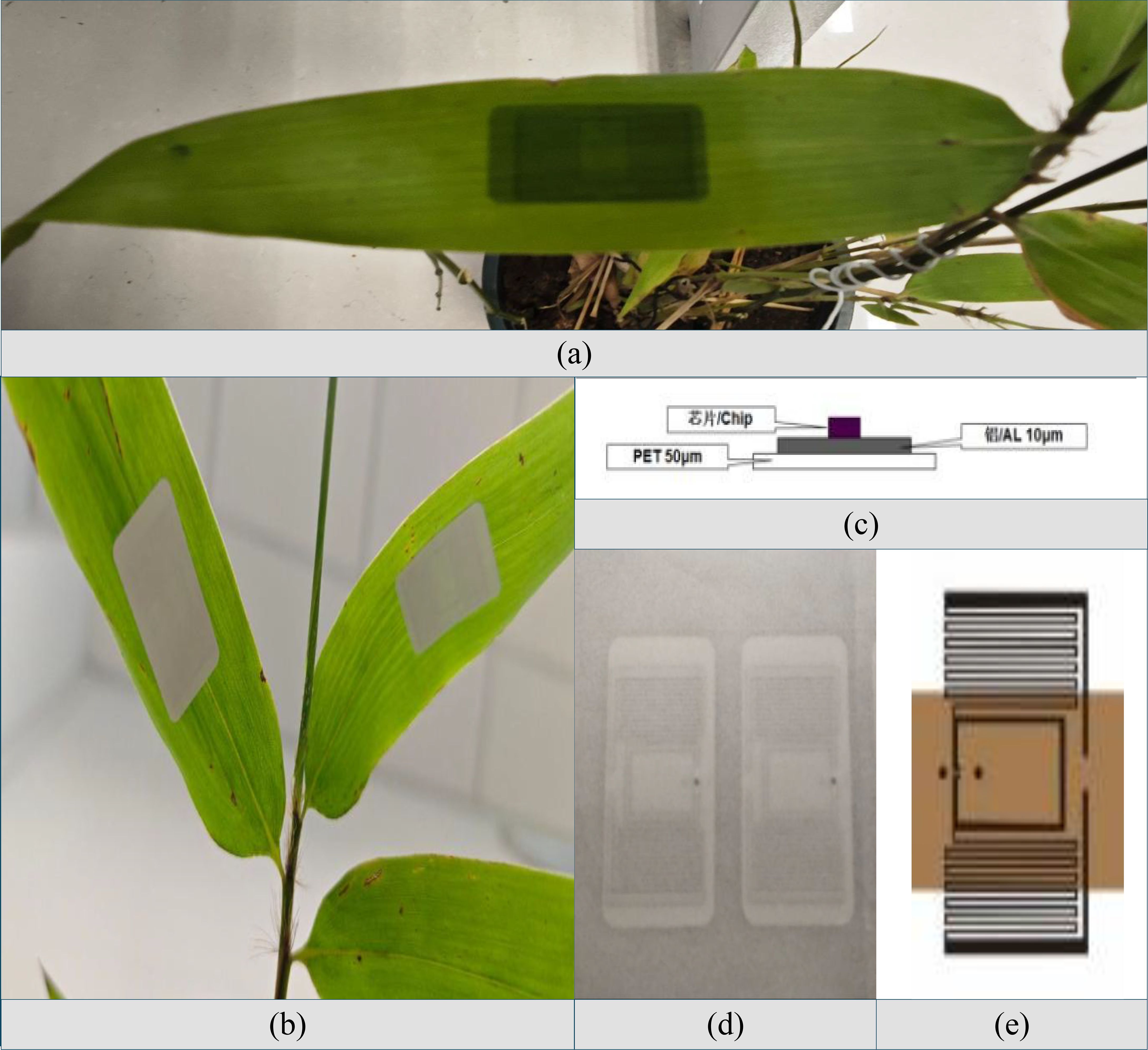 An arrangement of images showcasing electronic tags on Phyllostachys edulis leaves and their structural diagrams. (a) shows a tag on the front of a leaf. (b) displays tags on the back of leaves. (c) provides a material structure diagram. (d) features a physical image of the electronic components. (e) includes a tag size structure diagram.