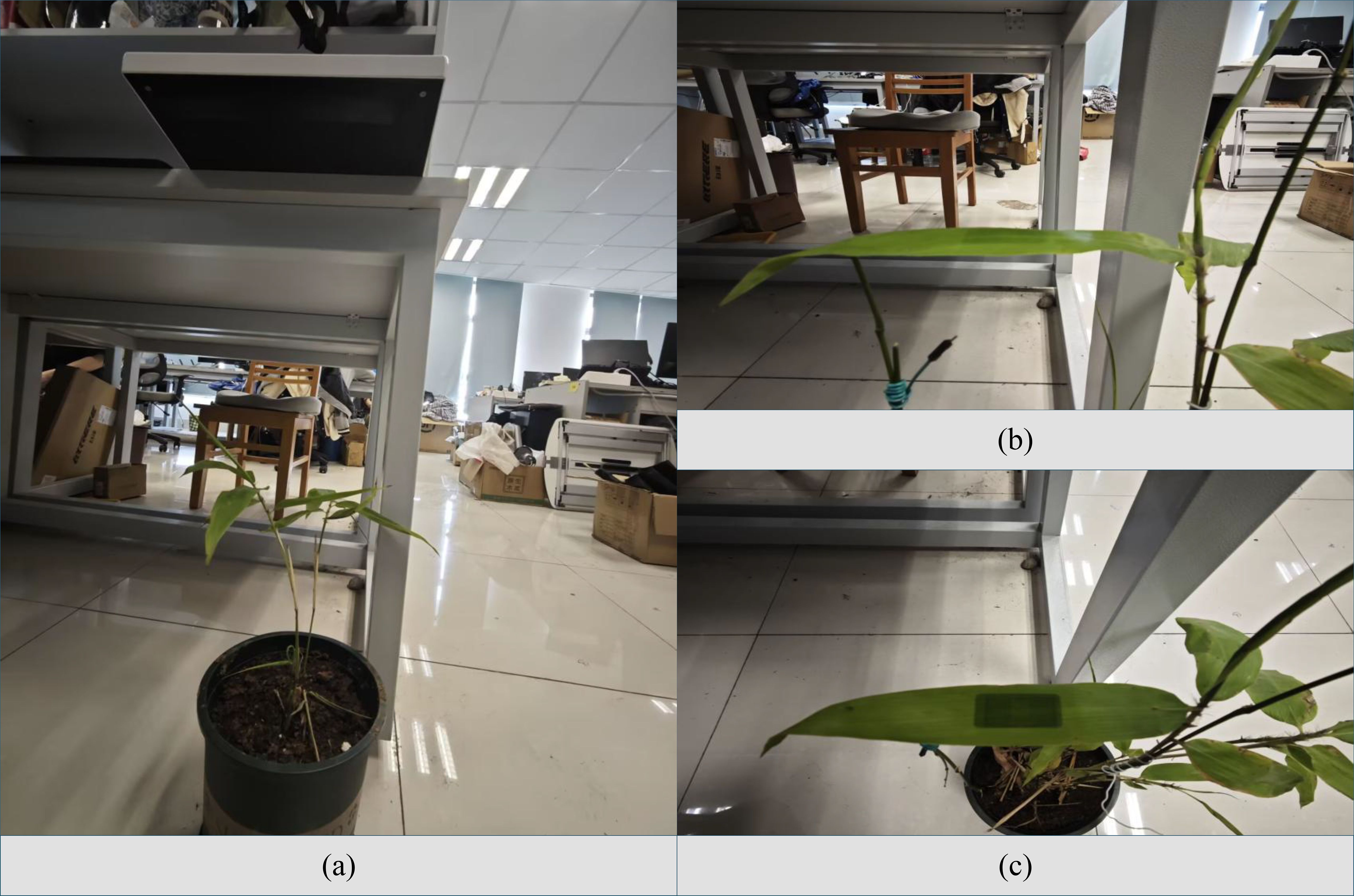 A three-part image showing a plant and setup in a laboratory. The first part (a) depicts the plant under a table with a frontal view, labeled “Data acquisition frontal perspective.” The second part (b) focuses on immobilized leaves of the Phyllostachys edulis plant. The third part (c) shows an antenna fixed at a specific angle relative to the leaf of the plant. The room contains equipment and clutter, indicating an experimental setting.