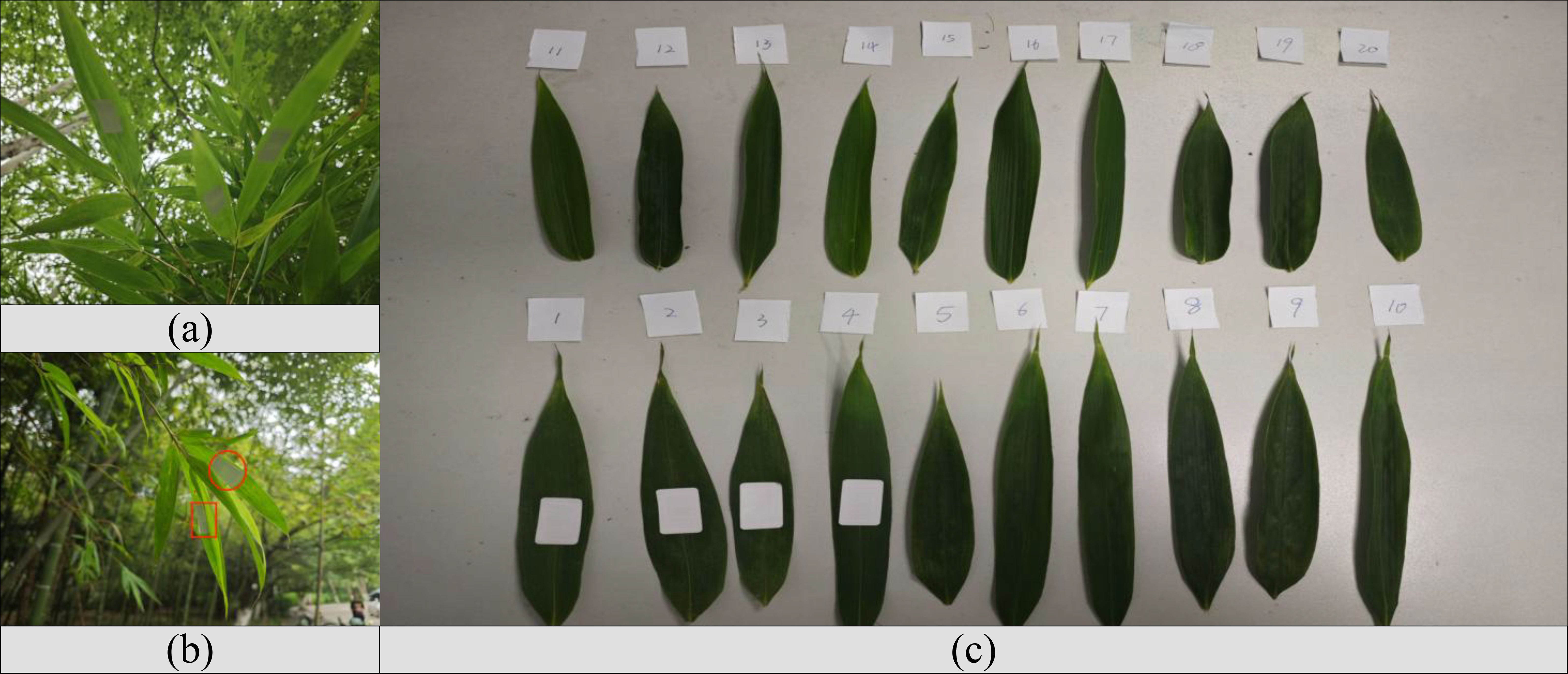 Three images depict the process of bamboo leaf collection. Panel (a) shows bamboo leaves in a natural field setting. Panel (b) highlights the tagging location with red marks on the bamboo stems. Panel (c) displays collected bamboo leaves arranged in rows, numbered one to twenty, placed on a flat surface.