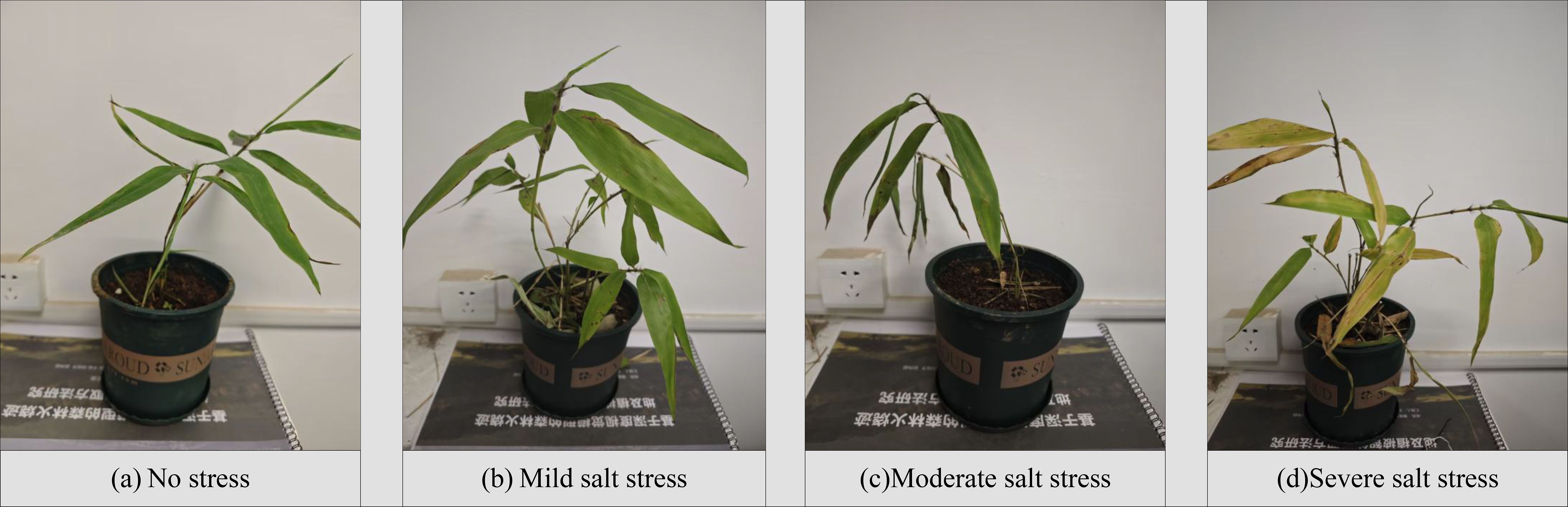 Four potted plants in a row show varying levels of salt stress. The first, labeled “No coercion,” is healthy and green. The second, “Mild salt stress,” has slightly wilted leaves. The third, “Moderate salt stress,” shows more wilting and leaf discoloration. The fourth, “Severe salt stress,” has significantly discolored and wilted leaves.