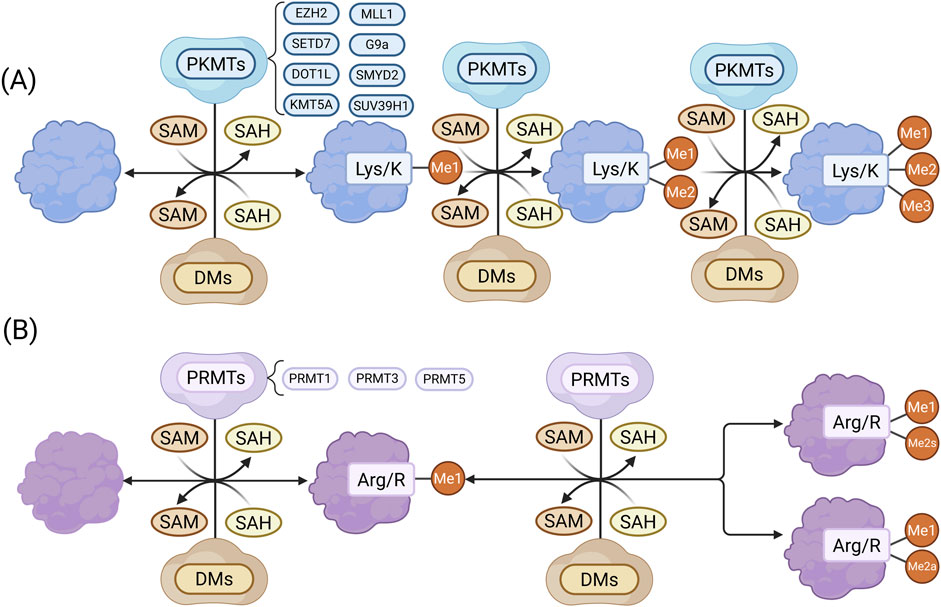 Diagram comparing PKMTs and PRMTs methylation pathways. (A) Shows PKMTs acting on lysine, converting SAM to SAH, with multiple methylation states (Me1, Me2, Me3). (B) Details PRMTs acting on arginine, similarly converting SAM to SAH, with methylation states (Me1, Me2s, Me2a). Both involve demethylation (DMs). PKMT enzymes include EZH2, MLL1, among others. PRMT examples are PRMT1, PRMT3.