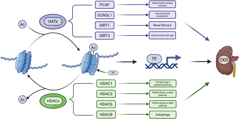 Diagram depicting the roles of histone acetyltransferases (HATs) and histone deacetylases (HDACs) in chronic kidney disease (CKD). Acetyl groups (Ac) affect DNA configuration, interacting with transcription factors (TF). HATs influence inflammation, lipid metabolism, renal fibrosis, and mitochondrial damage through proteins like PCAF, GCN5L1, SIRT1, and SIRT3. HDACs (HDAC1, 3, 6, 8) affect pathways like TGF-β/Smad 3 and PPARγ-Klotho-α-SMA, and autophagy, ultimately linked to CKD development. Arrows indicate process flows, ending at an illustration of a kidney with CKD label.