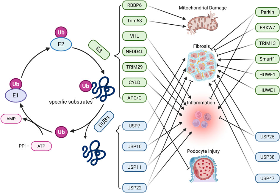 Diagram illustrating the ubiquitination process involving E1, E2, and E3 enzymes with specific substrates. It shows interactions with deubiquitinating enzymes (DUBs) like USP7, USP10, leading to outcomes like mitochondrial damage, fibrosis, inflammation, and podocyte injury. Various proteins like Parkin and FBXW7 are linked to these outcomes.