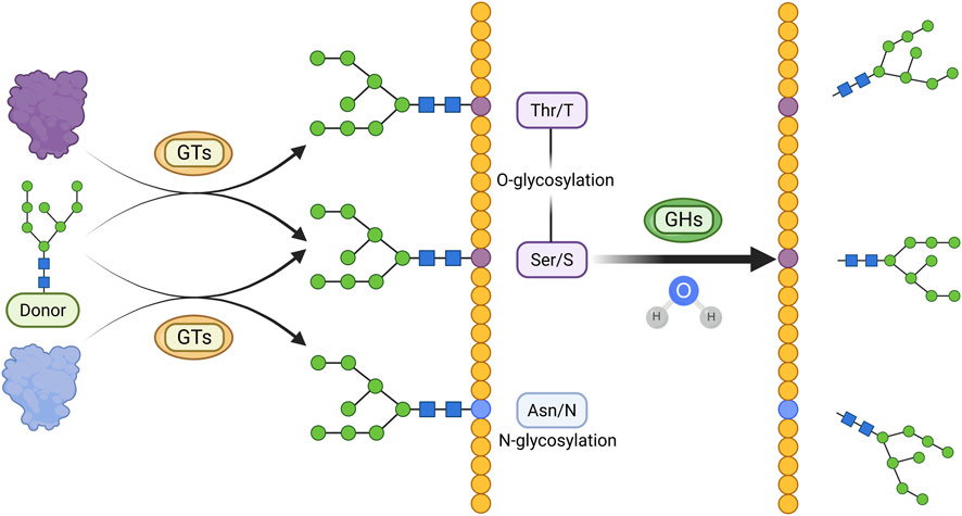 Illustration showing the process of glycosylation, involving GTs and GHs enzymes. Two pathways are depicted: O-glycosylation with Thr/Ser resulting in sugar chain attachment, and N-glycosylation with Asn linking complex carbohydrates. The process involves sugar donors, enzymes, and chemical components essential for attaching sugar molecules to proteins.