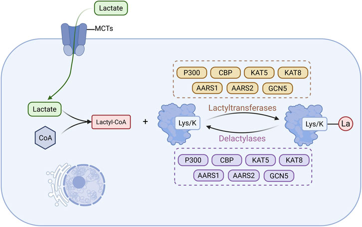 Diagram depicting lactate metabolism in cells. Lactate enters through MCTs, converting into Lactyl-CoA with CoA's help. Lactyl-CoA participates in lactylation, mediated by lactyltransferases, represented by proteins like P300 and CBP. Delactylases, including the same proteins, reverse this process. Lysine (Lys/K) is involved, and lactate (La) is the end product. Cellular organelles are shown.
