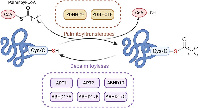 Diagram illustrating palmitoylation and depalmitoylation processes. Palmitoyl-CoA reacts with Cys/C-SH through palmitoyltransferases, specifically ZDHHC9 and ZDHHC18, converting it to a palmitoylated protein with coenzyme A released. Depalmitoylation, facilitated by depalmitoylases like APT1, APT2, ABHD10, ABHD17A, ABHD17B, and ABHD17C, reverses the process, regenerating the free cysteine.
