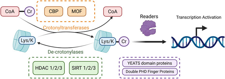 Diagram illustrating the role of crotonylation in transcription activation. CoA is converted to Cr by enzymes CBP and MOF, termed crotonyltransferases. This modifies Lys/K, which can be reversed by de-crotonylases such as HDAC 1/2/3 and SIRT 1/2/3. Readers, including YEATS domain proteins and Double PHD Finger Proteins, recognize this modification, leading to transcription activation.