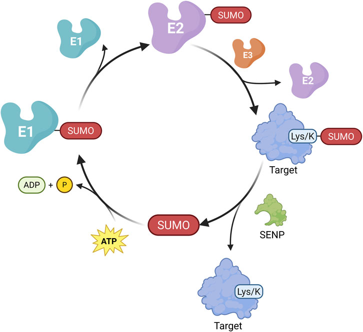 Diagram of the SUMOylation cycle depicting the ATP-dependent conjugation and deconjugation of SUMO protein. E1 activates SUMO, transferring it to E2. With assistance from E3, SUMO is attached to a target protein at a lysine residue. SENP then removes SUMO, recycling the process.