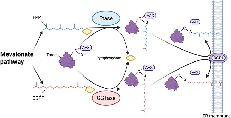 Diagram of the mevalonate pathway showing farnesyl pyrophosphate (FPP) and geranylgeranyl pyrophosphate (GGPP) leading to subsequent enzymatic reactions. Involves Ftase and GGTase enzymes, resulting in prenylated targets, indicated by purple shapes, bound to an ER membrane via the RCE1 pathway.