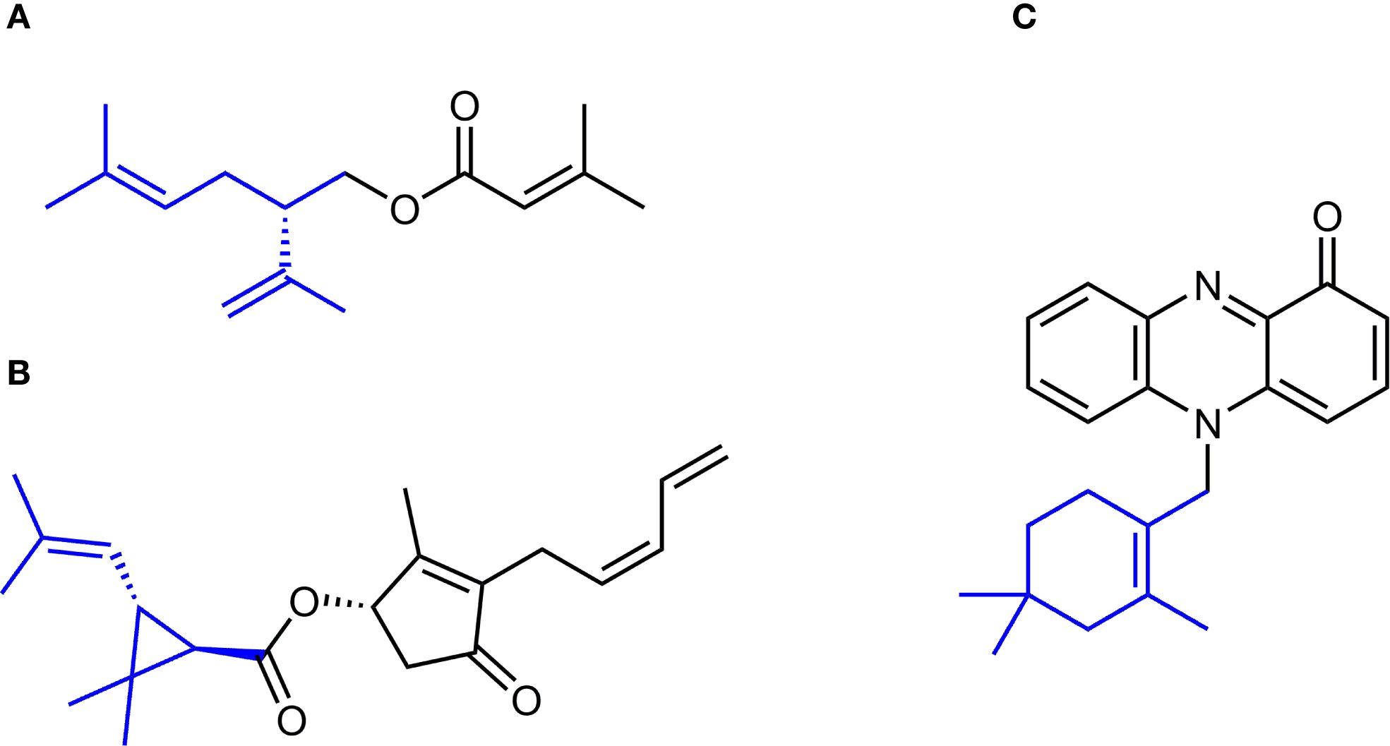 Chemical structures labeled A, B, and C. Structure A is a linear hydrocarbon chain of irregular monoterpene lavandulol with an ester group. Structure B features a bicyclic core, including the sceleton of trans-chrysanthemic acid, with an ester linkage and side chains. Structure C shows a fused ring system with an attached alkyl group. Key irregular monoterpene motifs highlighted in blue.