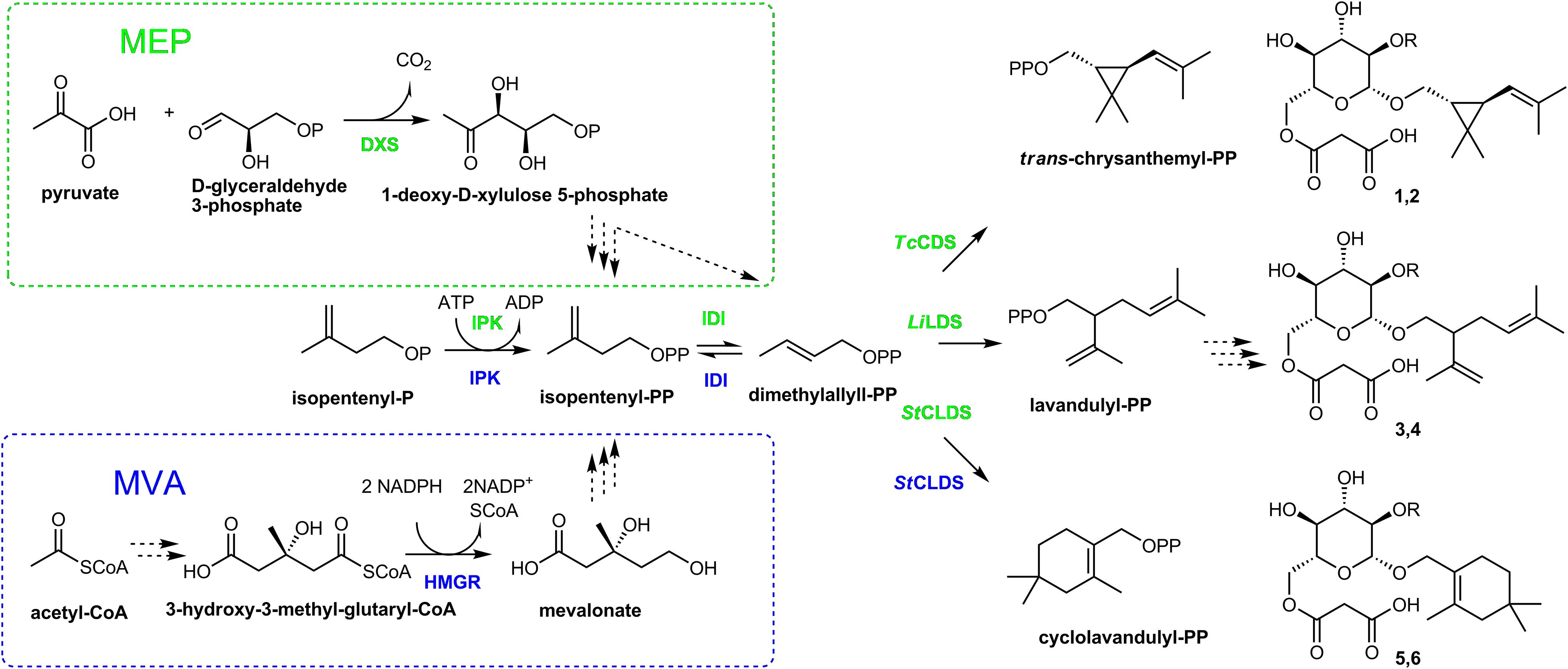 Diagram illustrating the MEP and MVA pathways for irregular isoprenoid  in Nicotiana benthamiana. The MEP pathway starts with pyruvate and D-glyceraldehyde 3-phosphate. The MVA pathway begins with acetyl-CoA, forming mevalonate. Both pathways lead to trans-chrysanthemol, lavandulol and cyclolavandulol derivatives.  Key enzymes such as DXS, IPK, IDI, TCCDS, LILDS, and STCLDS are highlighted.