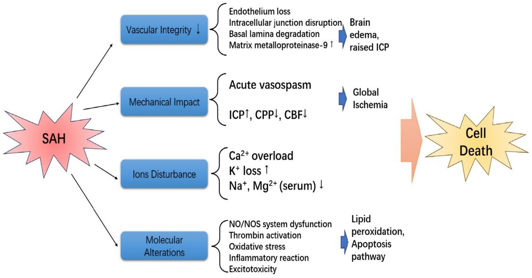 Flowchart illustrating the process from subarachnoid hemorrhage (SAH) to cell death. It starts with SAH, leading to decreased vascular integrity, mechanical impact, ion disturbance, and molecular alterations. Each causes specific effects like brain edema, global ischemia, calcium overload, and system dysfunction. These result in brain edema, raised intracranial pressure, and cell death through pathways such as lipid peroxidation and apoptosis.