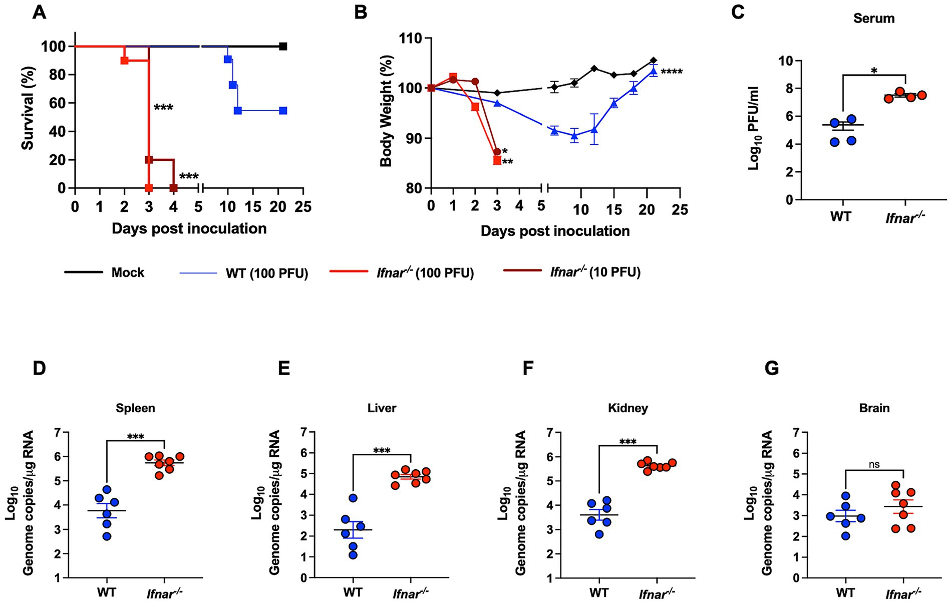 Group of graphs displaying experimental data on survival, body weight, viral load in serum, and RNA genome copies in spleen, liver, kidney, and brain. Graph A shows survival rates with distinct curves for mock, WT, and Ifnar^−/− groups. Graph B illustrates body weight changes over time. Graph C presents serum PFU levels in WT and Ifnar^−/−. Graphs D to G depict genome copies in spleen, liver, kidney, and brain, respectively, comparing WT and Ifnar^−/− with varying levels of statistical significance.