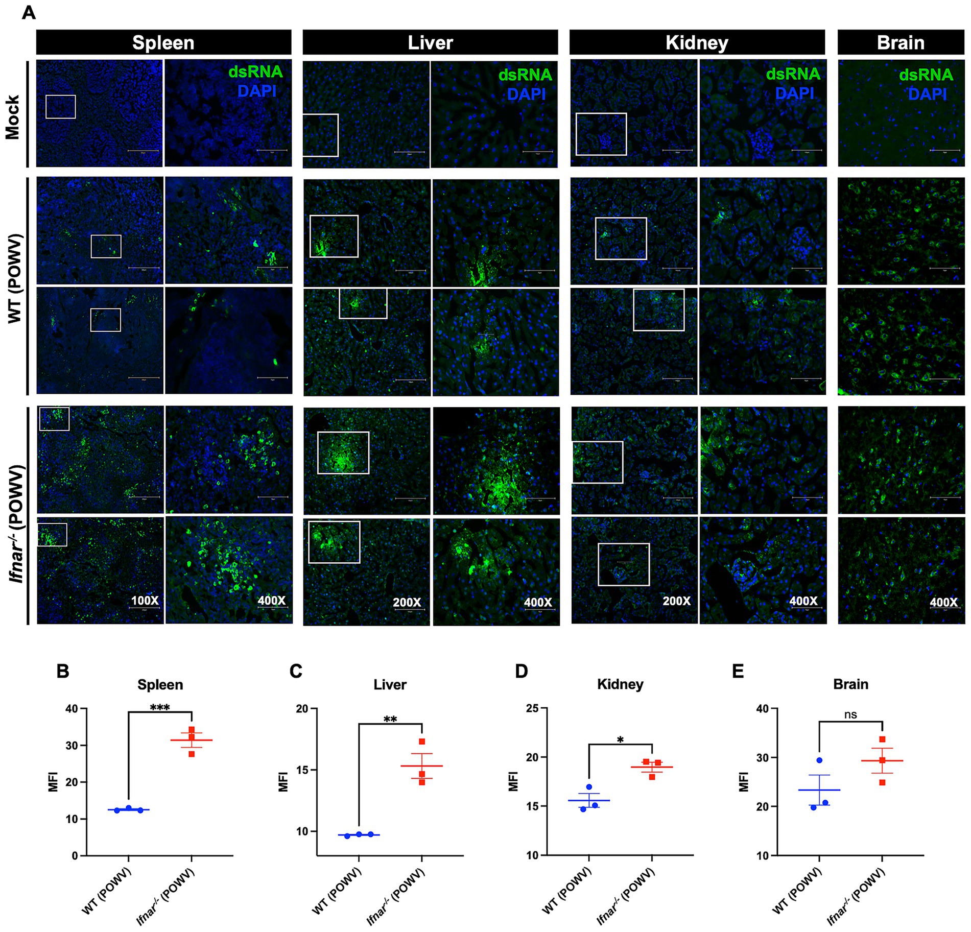 Panel A shows immunofluorescent staining of spleen, liver, kidney, and brain tissues under mock, wild-type (WT), and Ifnar^-/- conditions, indicating dsRNA in green and DAPI in blue. Magnifications vary from one hundred times to four hundred times. Panels B to E present graphs of mean fluorescence intensity (MFI) for each organ, comparing WT and Ifnar^-/- groups. Significant differences are noted with asterisks: spleen (p < 0.001), liver (p < 0.01), kidney (p < 0.05), and non-significant in the brain.