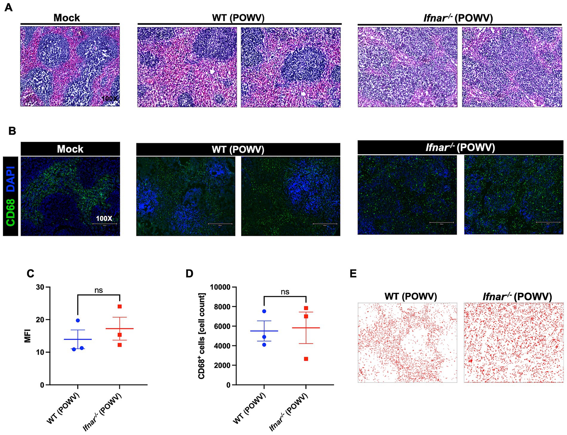 Panel A shows histological sections of brain tissue stained in pink and purple for Mock, WT (POWV), and Ifnar⁻/⁻ (POWV) conditions. Panel B displays immunofluorescent images with CD68 in green and DAPI in blue under the same conditions. Panels C and D show scatter plots of MFI and CD68⁺ cell counts, respectively, with no significant differences between WT and Ifnar⁻/⁻ (POWV). Panel E presents images of stained cells for WT and Ifnar⁻/⁻ (POWV) with cell distributions in red.