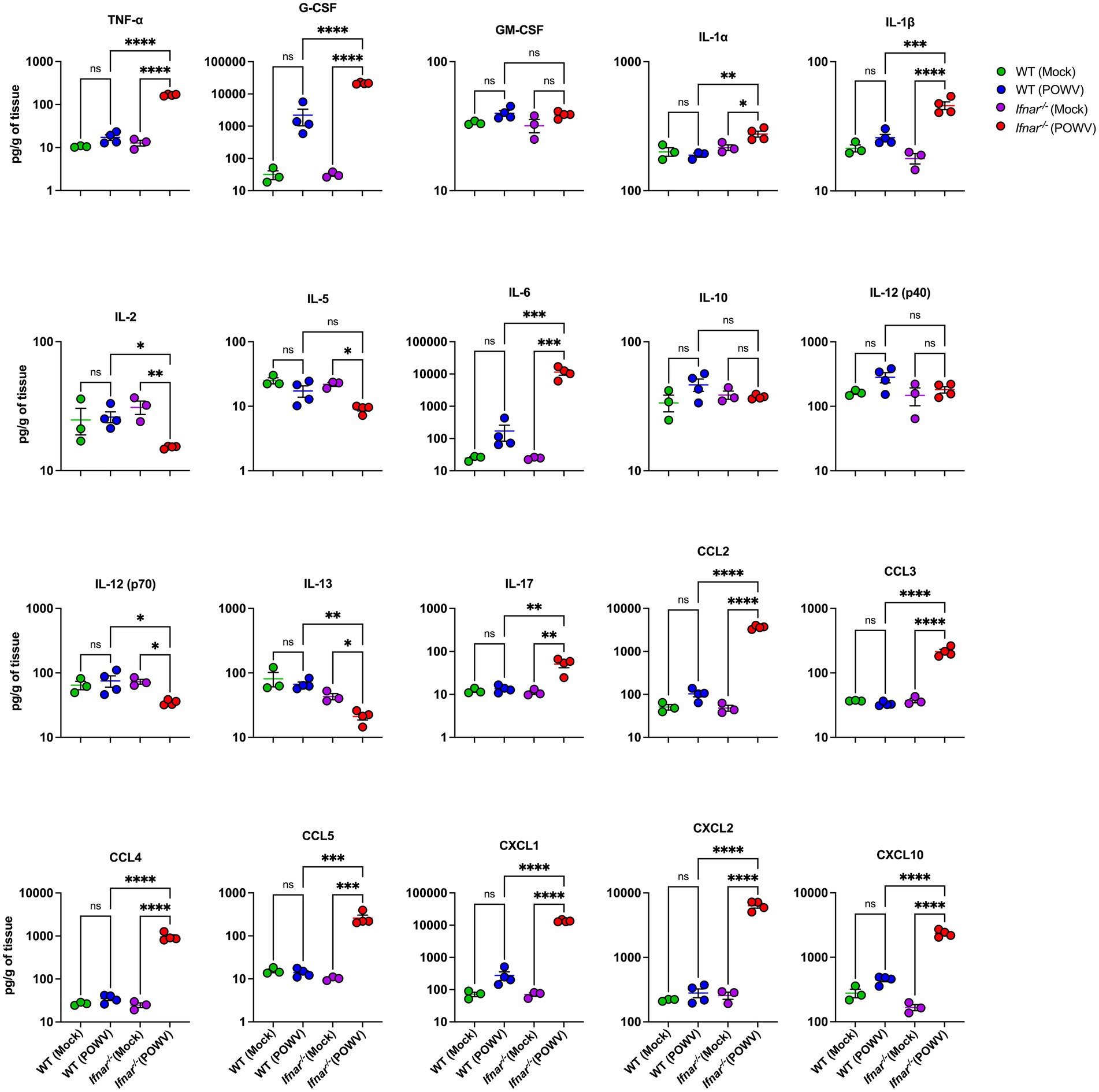 Bar graphs comparing cytokine and chemokine levels in different groups: WT (Mock), WT (POWV), Ifnar−/− (Mock), and Ifnar−/− (POWV). The graphs include measurements of TNF-α, G-CSF, GM-CSF, IL-1α, IL-1β, IL-2, IL-5, IL-6, IL-10, IL-12 (p40 and p70), IL-13, IL-17, CCL2, CCL3, CCL4, CCL5, CXCL1, CXCL2, and CXCL10. Statistical significance is indicated with asterisks. Dots represent individual data points, and the y-axis shows concentration in picograms per gram of tissue on a logarithmic scale.