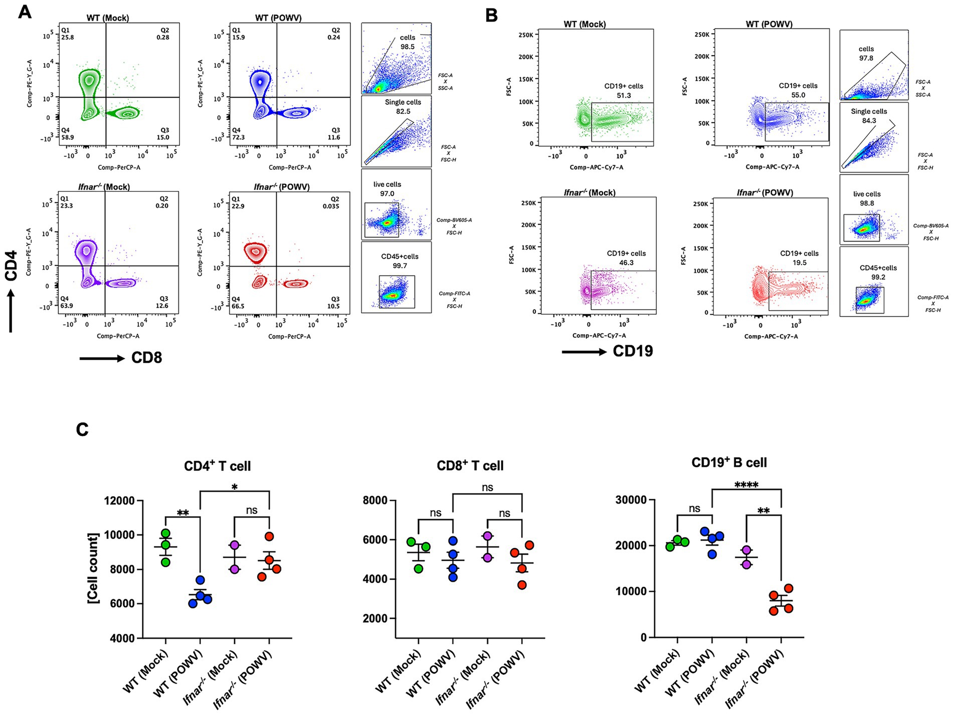 Flow cytometry analysis with three panels. Panel A shows CD4 and CD8 T cell populations in WT and Ifnar-/- mice, both in mock and POWV treated groups. Panel B displays CD19 B cell populations under similar conditions. Panel C presents bar graphs comparing cell counts of CD4 T cells, CD8 T cells, and CD19 B cells across different groups, with statistical significance indicated.