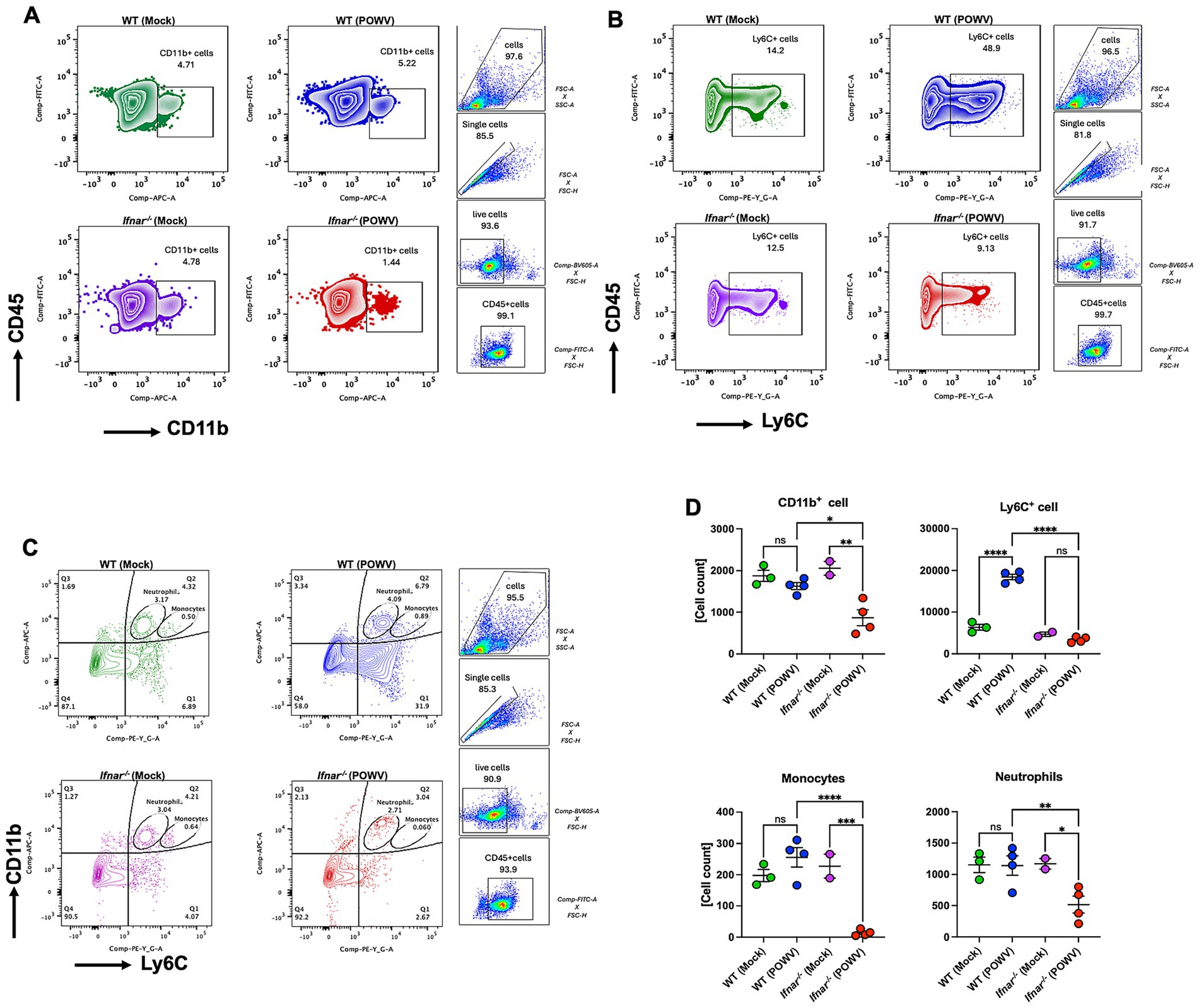 Flow cytometry analysis with four panels labeled A to D. Panels A to C display scatter plots analyzing CD45 and CD11b, and CD45 and Ly6C, indicating different cellular populations in WT and Ifnar−/− cells, in both mock and POWV conditions. Panel D shows bar graphs comparing cell counts of CD11b+, Ly6C+, monocytes, and neutrophils across the same conditions, indicating statistical significance with asterisks and non-significance with