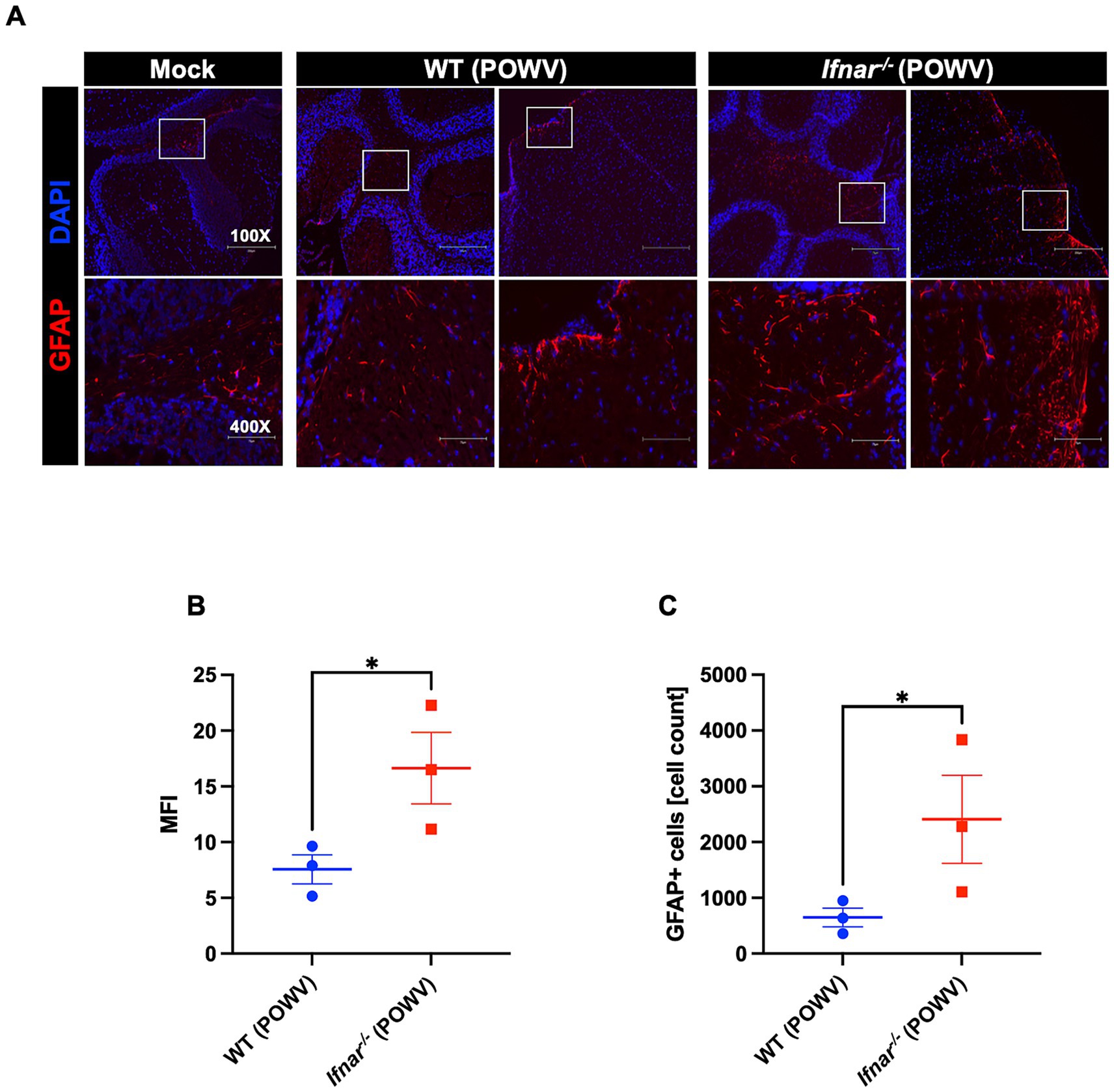 Panel A shows brain tissue staining with DAPI (blue) and GFAP (red) across three conditions: Mock, wild-type infected with POWV, and Ifnar-deficient infected with POWV. Each condition has images at magnifications of one hundred times and four hundred times, highlighting GFAP expression. Panel B is a bar graph showing mean fluorescent intensity (MFI) for GFAP, with a significant increase in Ifnar-deficient compared to wild-type mice. Panel C shows a bar graph of GFAP-positive cell counts, also higher in Ifnar-deficient mice. Asterisks denote statistical significance.