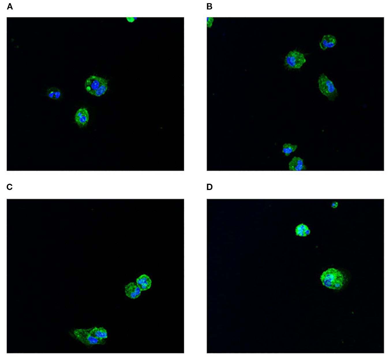 Fluorescent microscopy images show cells with blue-stained nuclei and green-stained cytoplasm against a dark background. Panels labeled A, B, C, and D each display clusters of differently arranged cells.