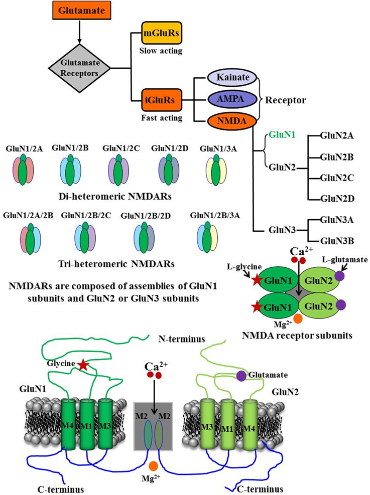 l-aspartate nmda receptor