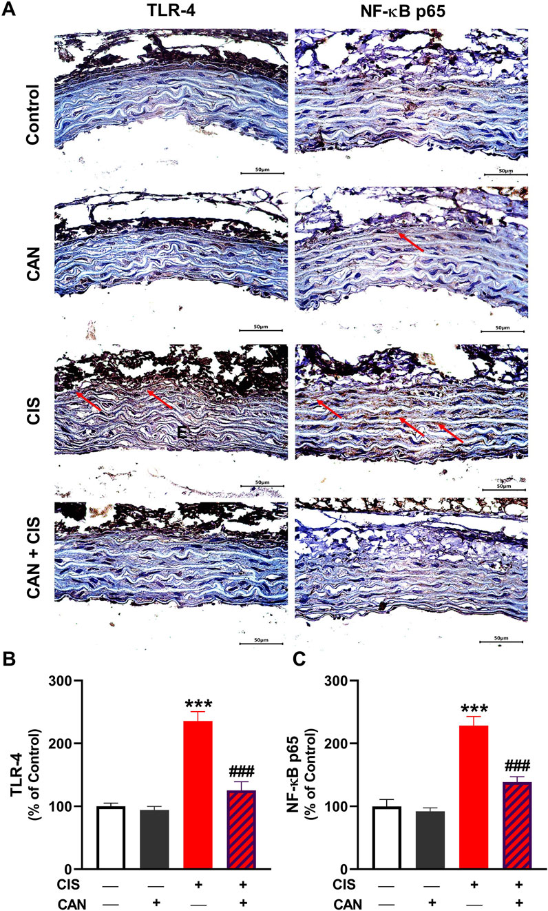 Section A shows histological images of tissue stained for TLR-4 and NF-κB p65 antibodies across four different conditions: Control, CAN, CIS, and CAN + CIS. The layers and staining intensity vary among conditions. Section B presents a bar graph comparing TLR-4 levels, with CIS having significantly higher values. Section C displays a similar graph for NF-κB p65, also showing increased levels with CIS. Both bar graphs indicate statistical significance with asterisks and hashes.