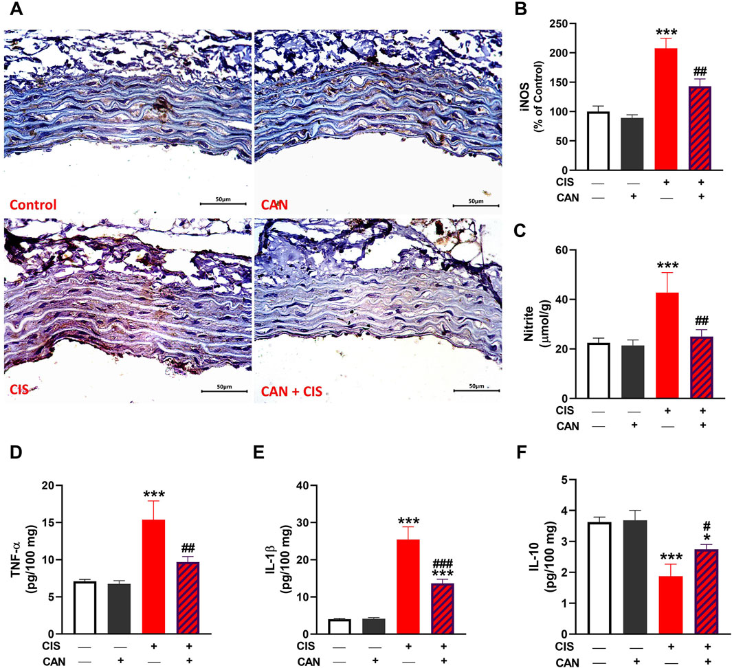 Histological sections in panel A show tissue samples labeled as Control, CAN, CIS, and CAN + CIS, displaying iNOS immunostaining. Bar graphs in panels B to F illustrate the effects of CIS and CAN on various markers: iNOS, Nitrite, TNF-alpha, IL-1 beta, and IL-10, with significant increases in the CIS and CAN + CIS groups compared to control. Statistical significance is indicated by asterisks and hashtags.