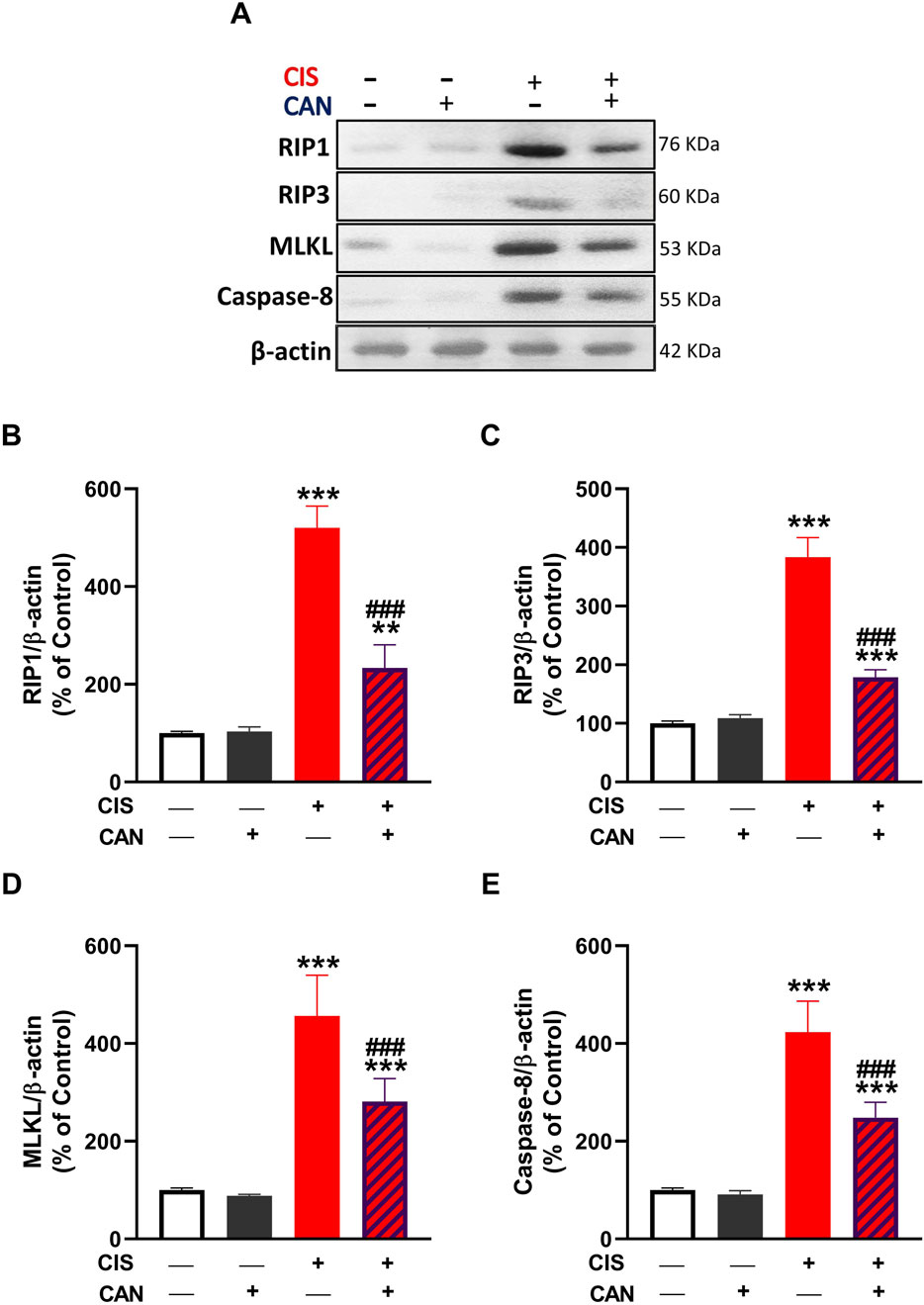 Western blot analysis and bar graphs depicting protein expression levels. Panel A shows bands for proteins RIP1, RIP3, MLKL, Caspase-8, and β-actin with variations due to CIS and CAN treatments. Panels B to E display bar graphs showing the relative expression of RIP1, RIP3, MLKL, and Caspase-8 compared to β-actin under different treatment conditions, with statistical significance indicated by asterisks and hashes.