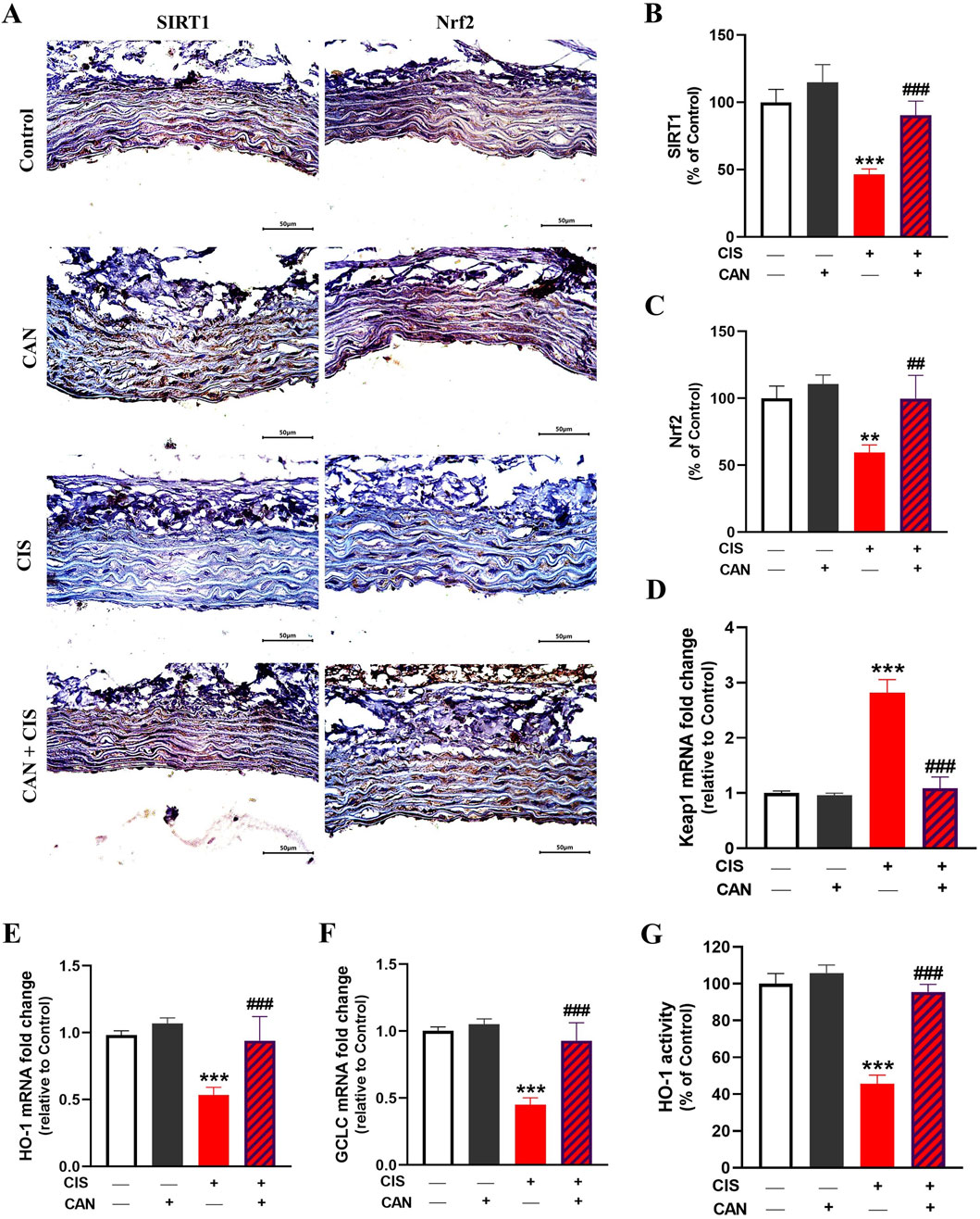 Panel A shows histological images of tissue treated under different conditions: Control, CAN, CIS, and CAN+CIS, stained for SIRT1 and Nrf2 antibodies. Panels B to G display bar graphs illustrating the expression levels of SIRT1, Nrf2, and mRNA fold changes for Keap1, HO-1, and GCL, as well as HO-1 activity. Significant changes are indicated by asterisks and number signs, showing effects under varying conditions including CIS and CAN treatments.