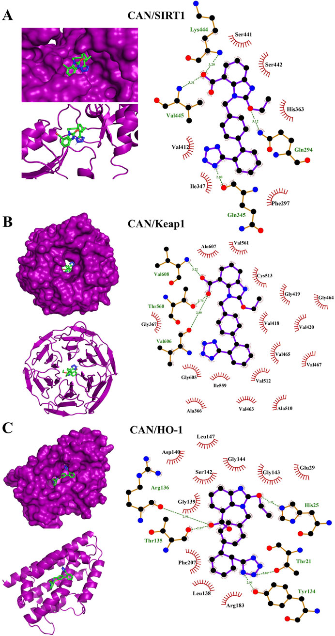 Molecular docking diagrams illustrate the interaction between candesartan, and three proteins: SIRT1, Keap1, and HO-1. Panels A, B, and C each show a protein-ligand complex on the left, where the canthin-6-one derivative (highlighted in green) is bound to a protein surface in purple. Right side displays detailed 2D interaction maps, highlighting specific amino acid residues involved in binding. Key residues are labeled, showing hydrogen bonds, hydrophobic interactions, and distances in angstroms. Each protein’s interaction map is color-coded with nitrogen in blue, oxygen in red, carbon in black, and hydrogen in white.