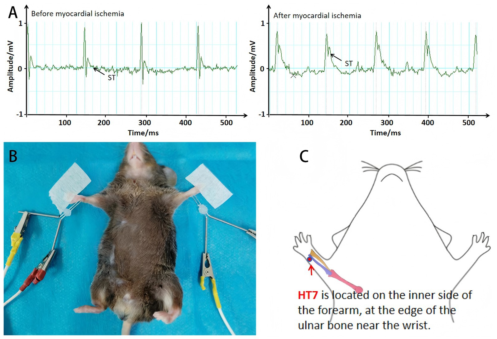 Panel A shows two electrocardiograms before and after myocardial ischemia, highlighting ST segment changes. Panel B displays a mouse with electrodes attached to forelimbs. Panel C is a diagram indicating the HT7 point on a forearm, located near the wrist by the ulnar bone.
