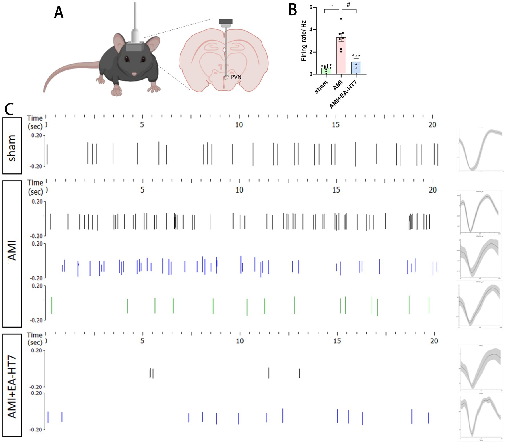 Diagram with three panels: A) shows a mouse with a device targeting the PVN region of the brain. B) displays a bar graph comparing firing rates in Hz between sham, AMI, and AMI+EA+HT7 groups, with significant differences marked. C) features raster plots of neuronal firing over time in different conditions: sham, AMI, and AMI+EA+HT7, with corresponding waveforms.