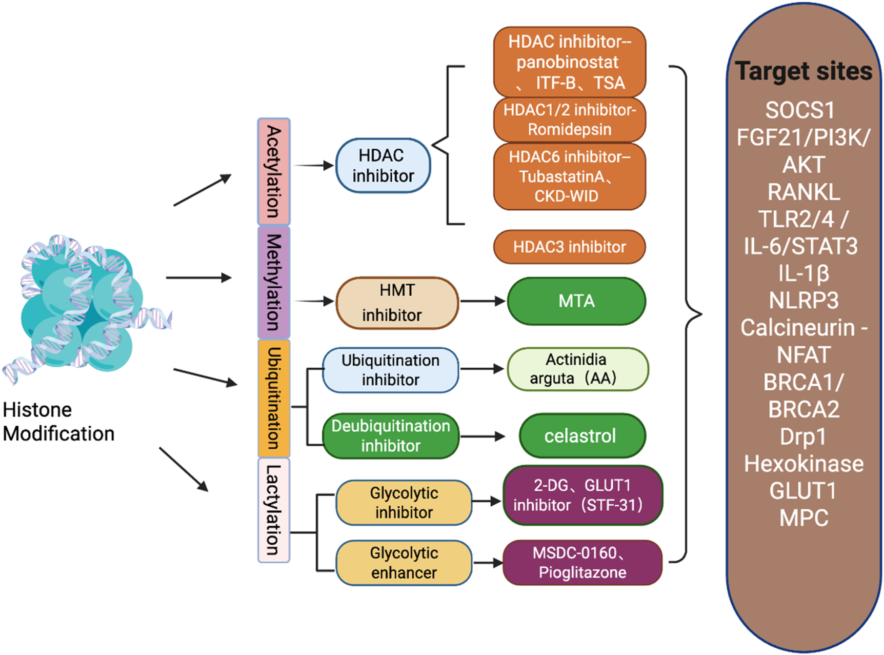 Diagram illustrating histone modification pathways including acetylation, methylation, ubiquitination, and lactylation. Each modification has associated inhibitors: HDAC, HMT, ubiquitination, and deubiquitination inhibitors. Glycolytic inhibitors and enhancers are also shown. Target sites listed include SOCS1, AKT, and more.