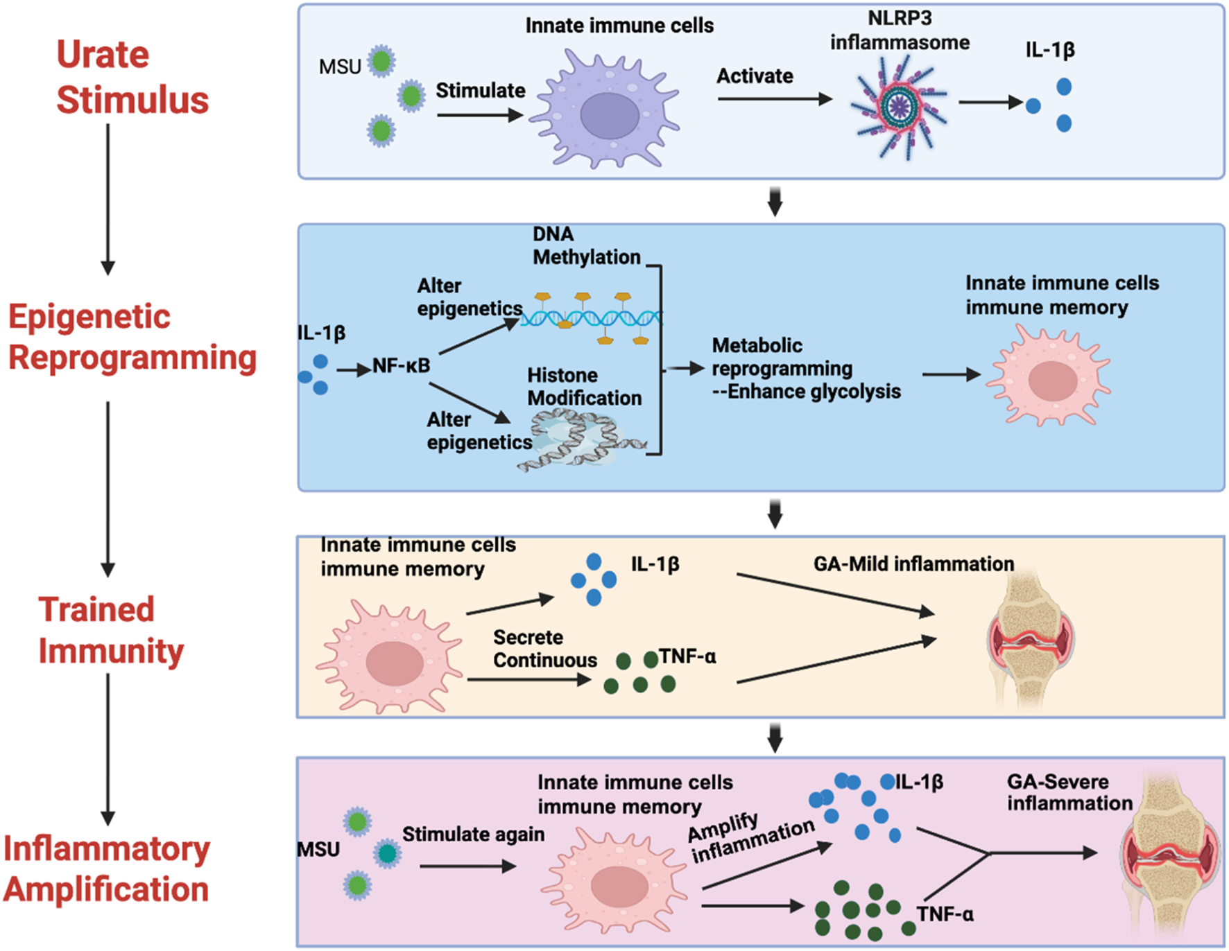 Flowchart depicting the process from urate stimulus to inflammatory amplification. Initial stimulation of innate immune cells by MSU activates the NLRP3 inflammasome, releasing IL-1β. This triggers epigenetic reprogramming via DNA methylation and histone modification, enhancing glycolysis and creating immune memory. Trained immunity leads to continuous secretion of IL-1β and TNF-α, causing mild inflammation. Further stimulation by MSU amplifies inflammation through immune memory, resulting in severe inflammation.