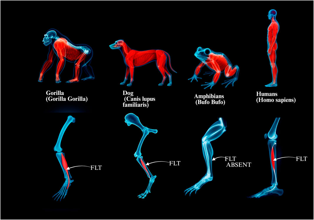 Illustration showing the skeletal and muscular systems of a gorilla, dog, amphibian, and human, each highlighting the fibularis longus tendon (FLT) in red. The gorilla, dog, and human indicate the presence of FLT, while the amphibian shows FLT as absent.