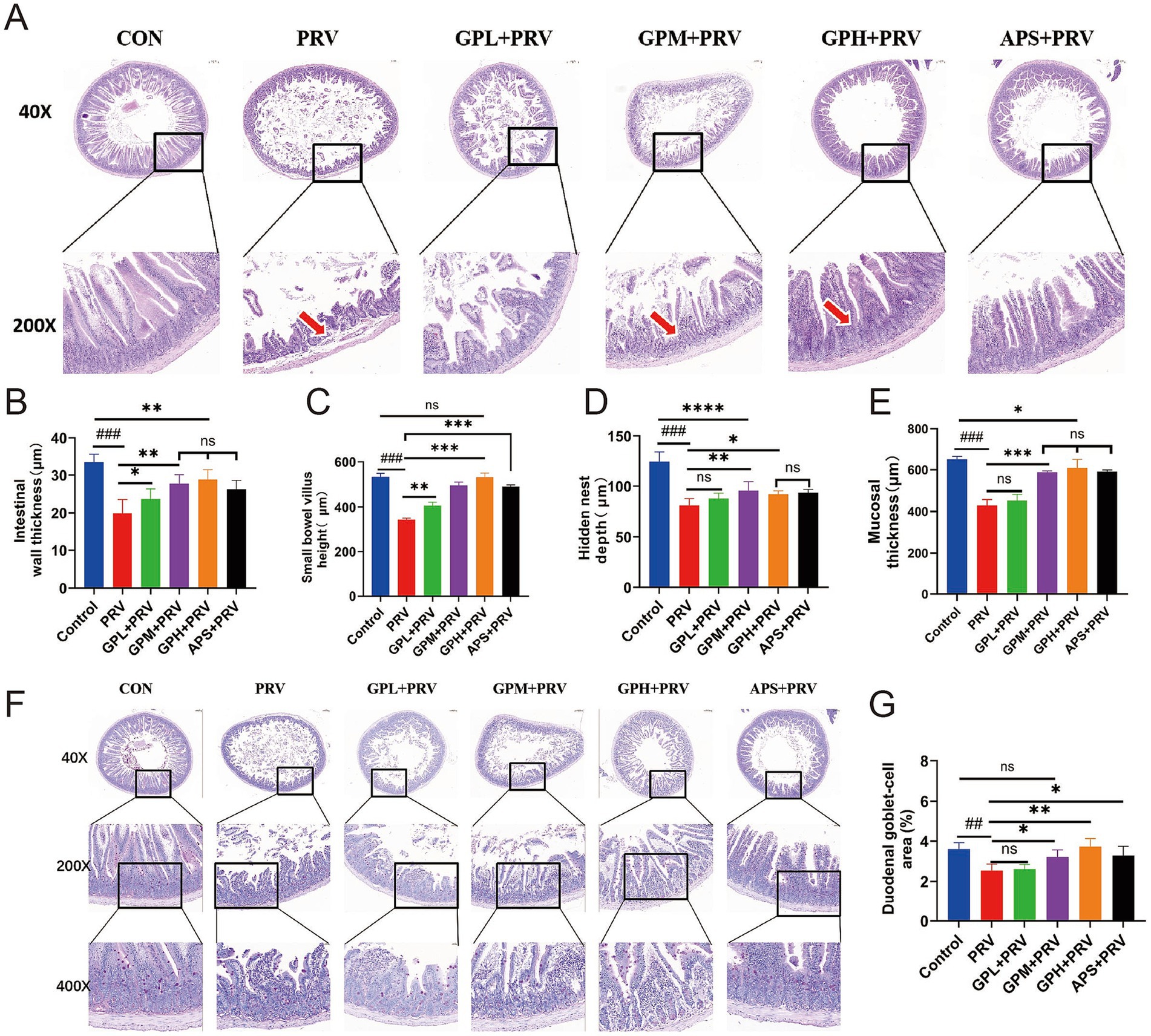 Histological analysis and bar charts illustrate intestinal features under different conditions: CON, PRV, GPL+PRV, GPM+PRV, GPH+PRV, and APS+PRV. Panel A shows tissue at 40X and 200X magnification with highlighted areas. Panels B to E present bar charts comparing intestinal wall thickness, villus height, nest depth, and mucosal thickness. Panel F provides tissue images at 40X, 200X, and 400X magnification. Panel G shows a bar chart of duodenal goblet cell area percentages. Statistical significance is denoted by symbols.