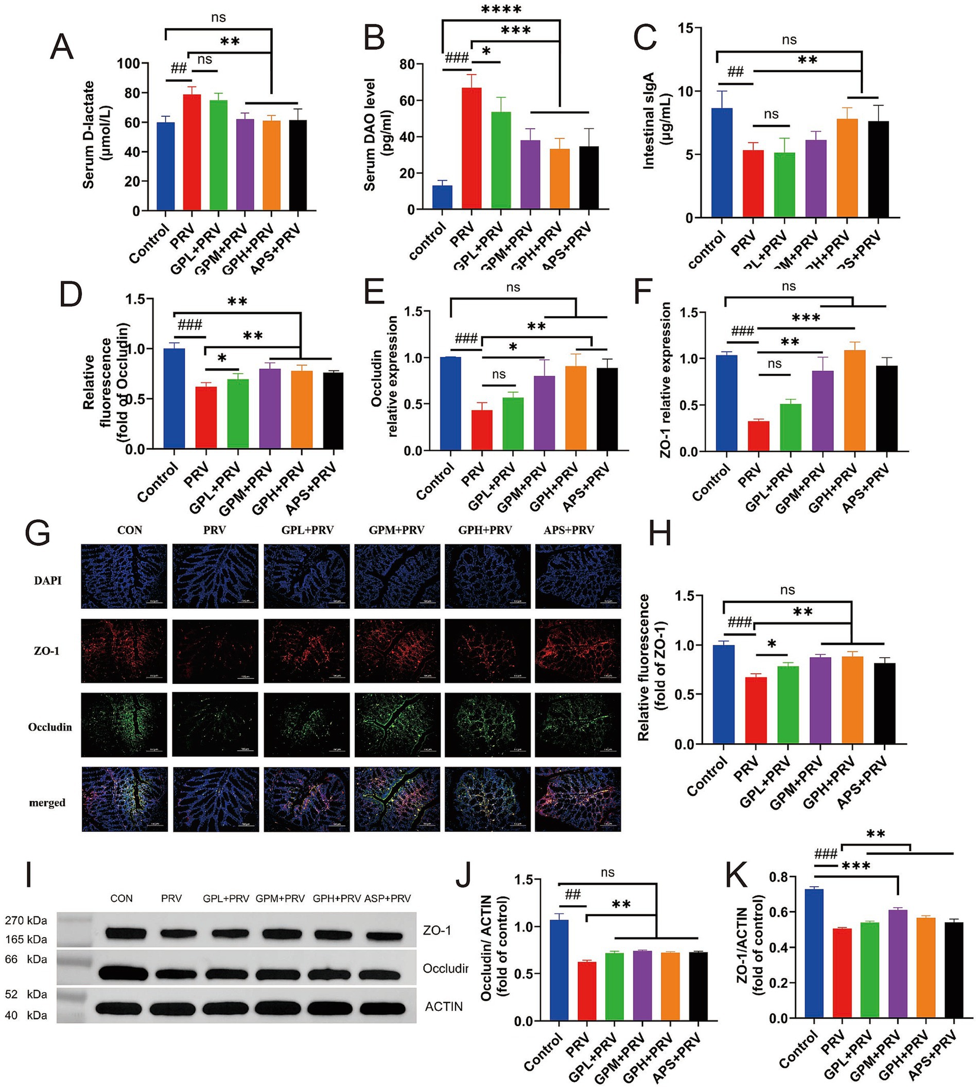 Bar graphs (A-F, H, J, K) and a Western blot image (I) comparing control and various experimental groups: PRV, GPL+PRV, GPM+PRV, GPH+PRV, and APS+PRV. Graphs present data on serum lactate, DAO levels, intestinal sIgA, fluorescence, and protein expression levels, showing statistical significance with stars and hashtags. Panel G shows fluorescence microscopy images with DAPI, ZO-1, and Occludin staining, highlighting structural differences across treatments.