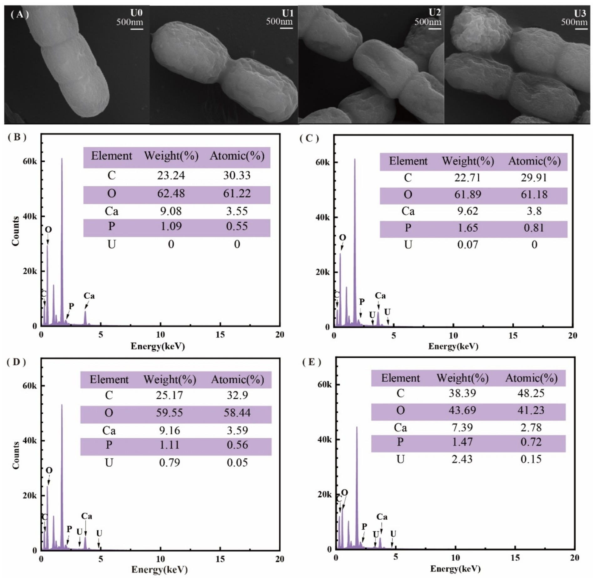 Four grayscale electron microscope images labeled U0 to U3 show bacterial cells at 500 nanometer scale. Four corresponding energy-dispersive X-ray spectroscopy charts (B to E) display elemental composition. The main elements include carbon, oxygen, calcium, phosphorus, and uranium, with varying weight and atomic percentages shown on each chart. Peaks indicate elemental presence at different energy levels.